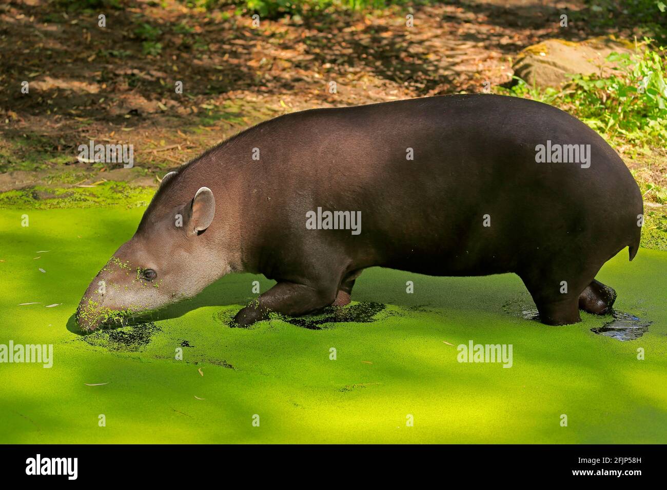 Flachlandtapir (Tapirus terrestris), erwachsen, Futter, im Wasser, gefangen Stockfoto