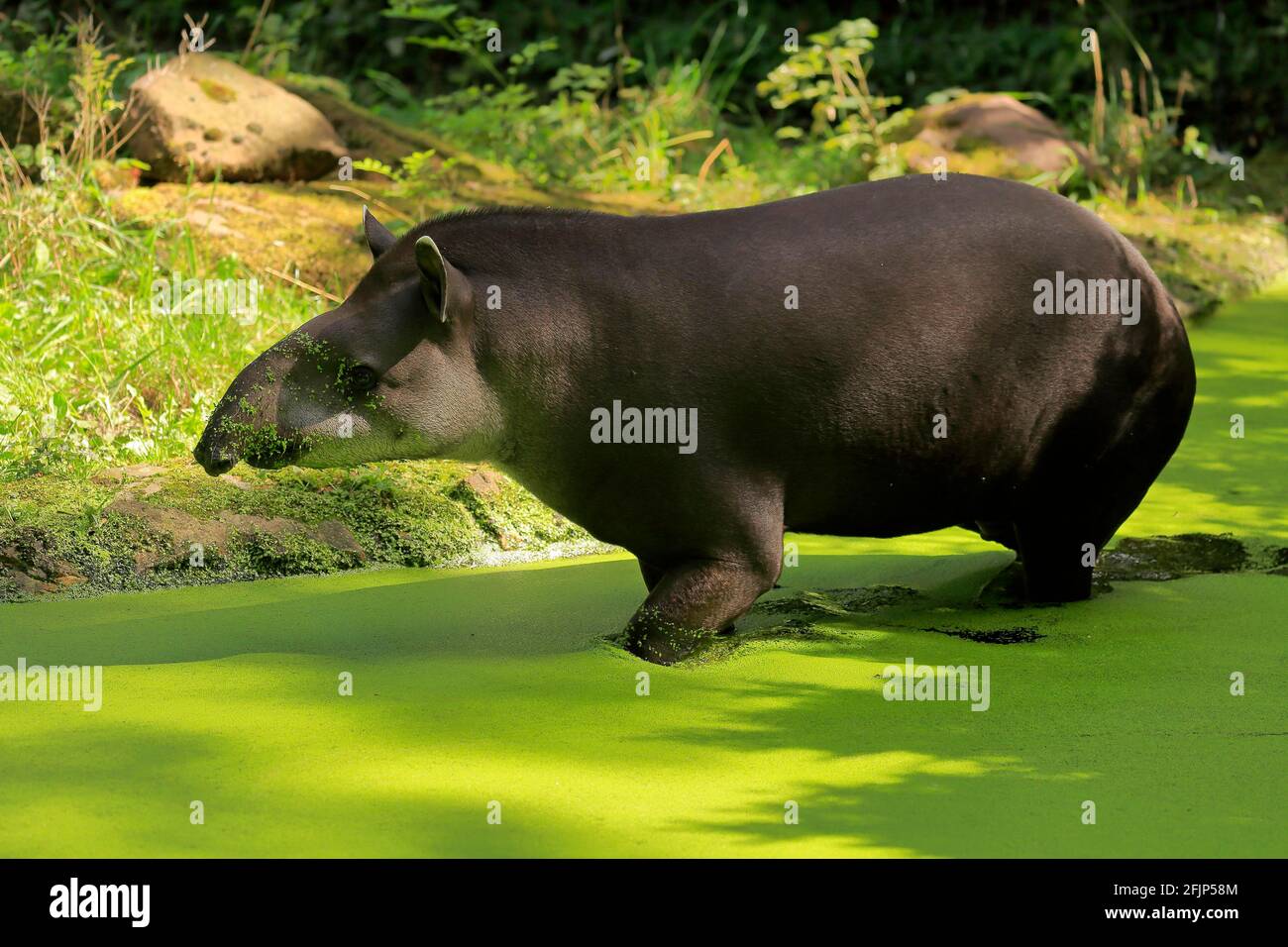 Flachlandtapir (Tapirus terrestris), erwachsen, Futter, im Wasser, gefangen Stockfoto