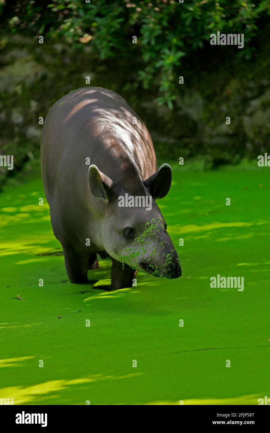 Flachlandtapir (Tapirus terrestris), erwachsen, Futter, im Wasser, gefangen Stockfoto