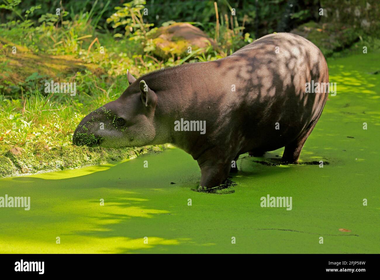 Flachlandtapir (Tapirus terrestris), erwachsen, Futter, im Wasser, gefangen Stockfoto