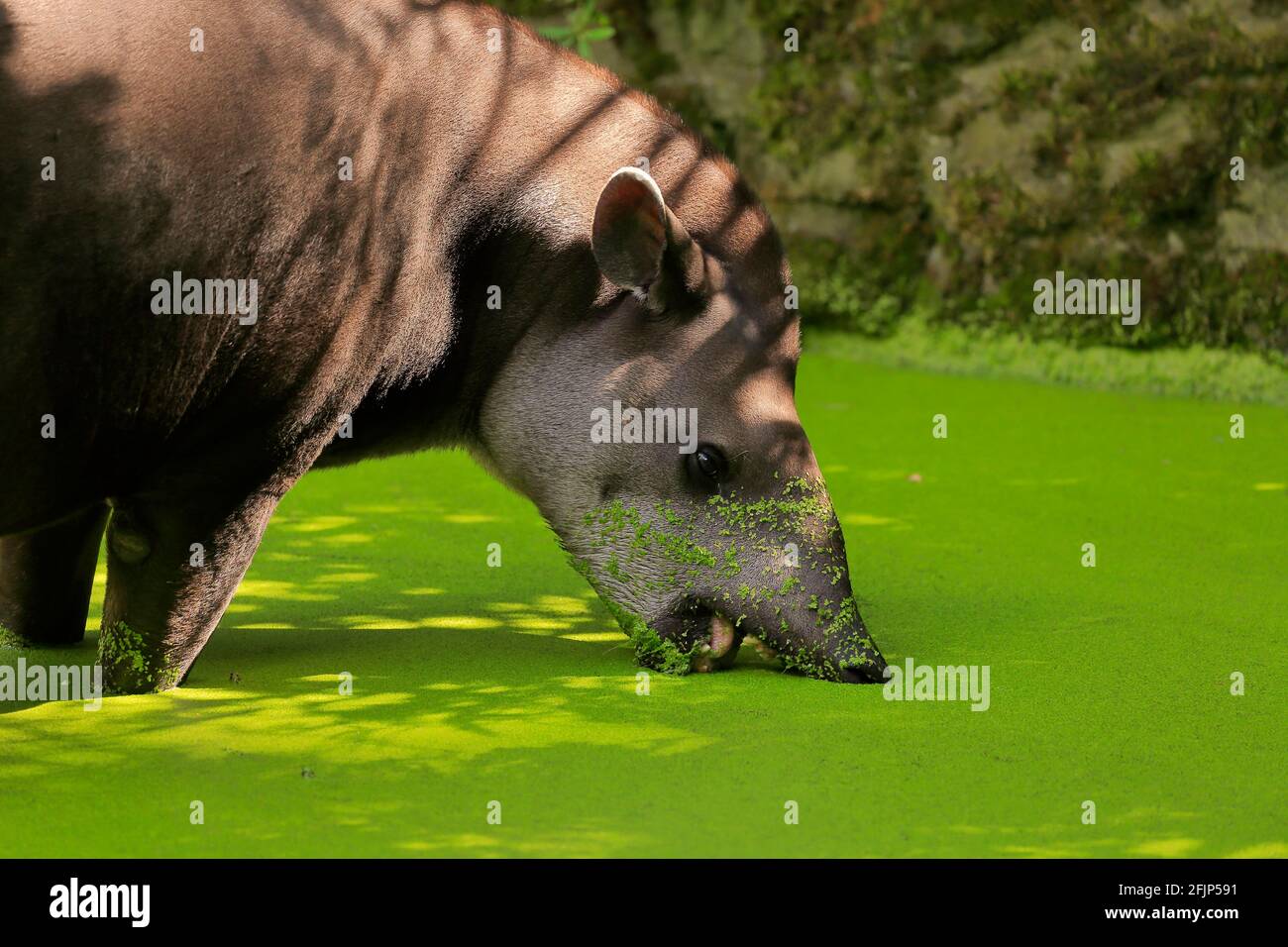 Flachlandtapir (Tapirus terrestris), erwachsen, Futter, im Wasser, Porträt, Captive Stockfoto