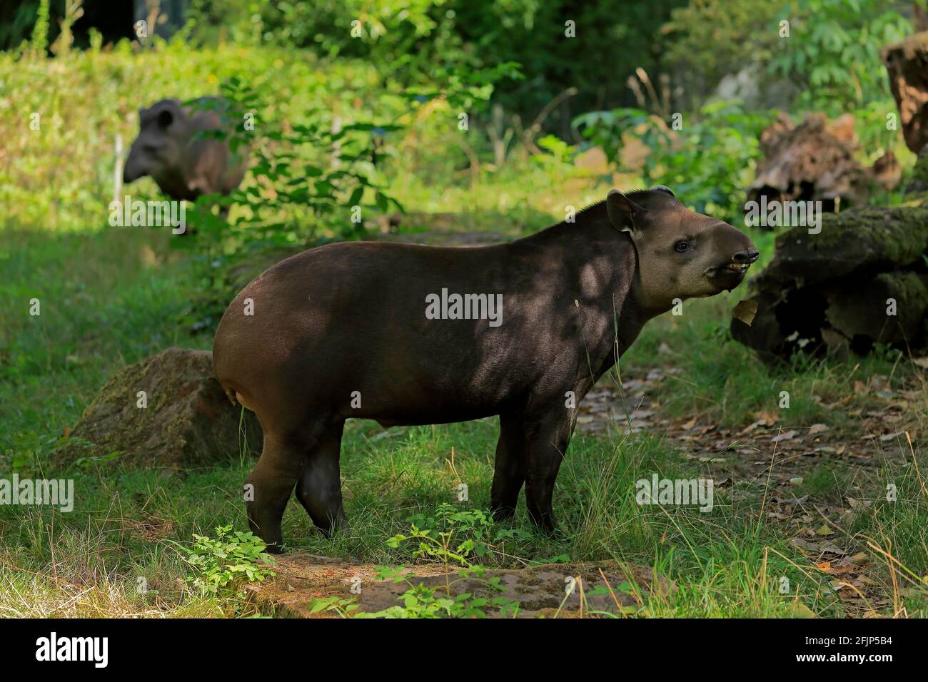 Flachlandtapir (Tapirus terrestris), erwachsen, ernährt, gefangen Stockfoto