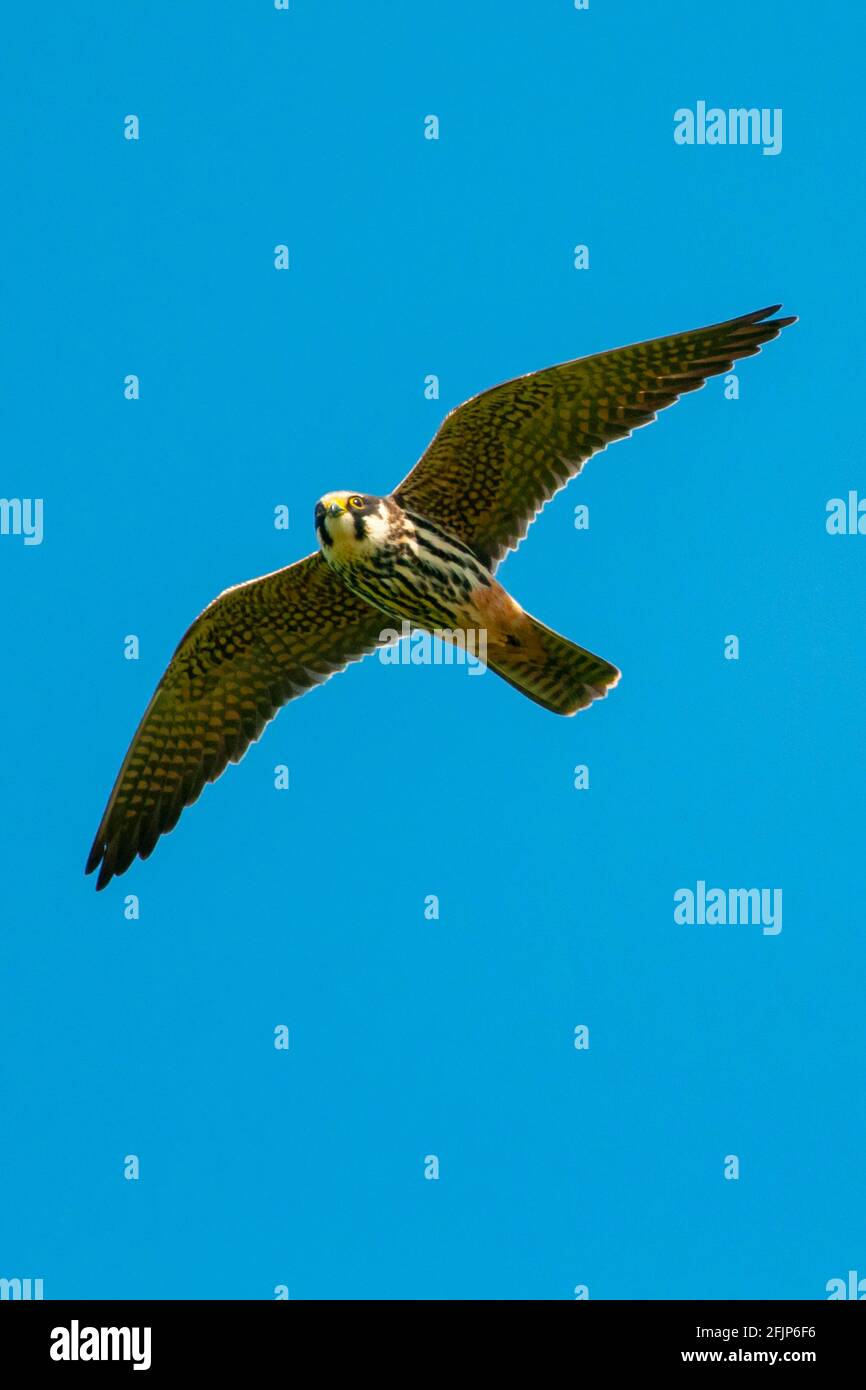 Eurasisches Hobby (Falco subbuteo) im Flug, Goldenstedt, Niedersachsen, Deutschland Stockfoto