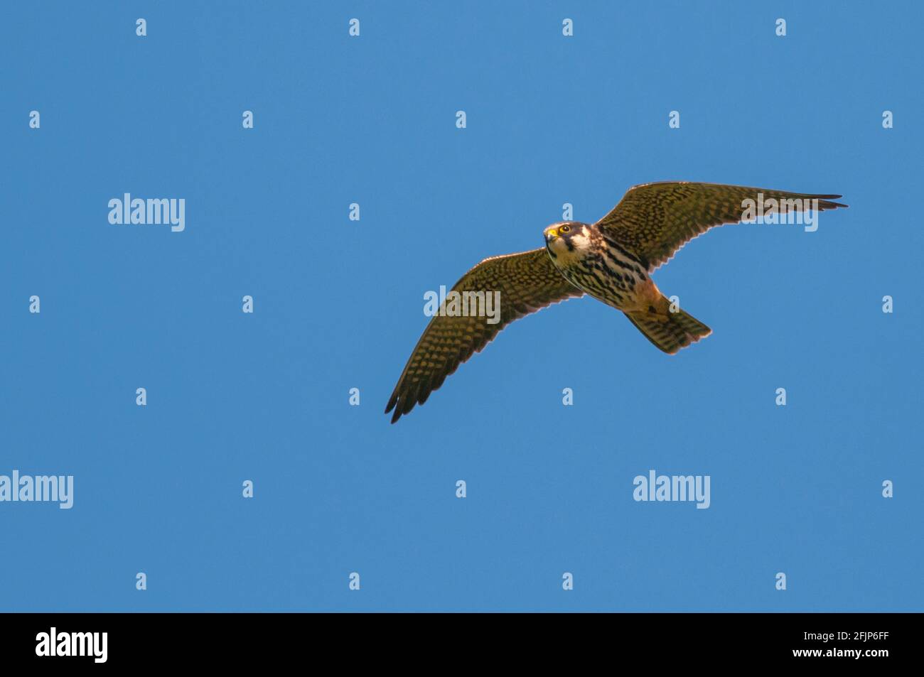 Eurasisches Hobby (Falco subbuteo) im Flug, Goldenstedt, Niedersachsen, Deutschland Stockfoto
