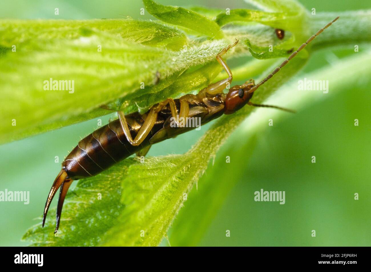 Forficula auricularia (Forficula auricularia), Deutschland Stockfoto