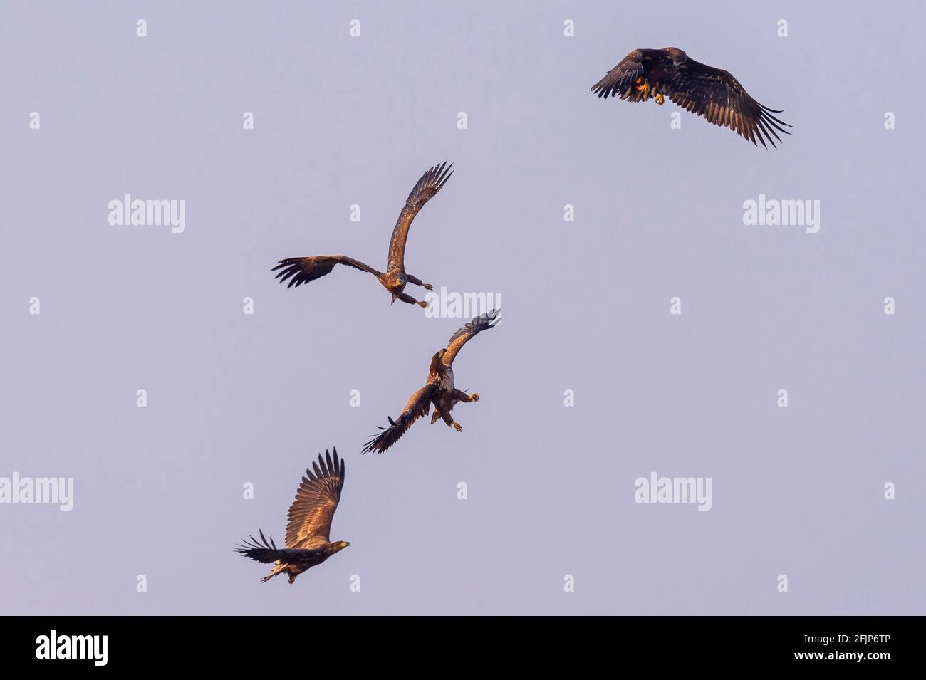 Junge Seeadler (Haliaeetus albicilla) kämpfen im Flug, Winter, Kutno, Polen um Beute Stockfoto