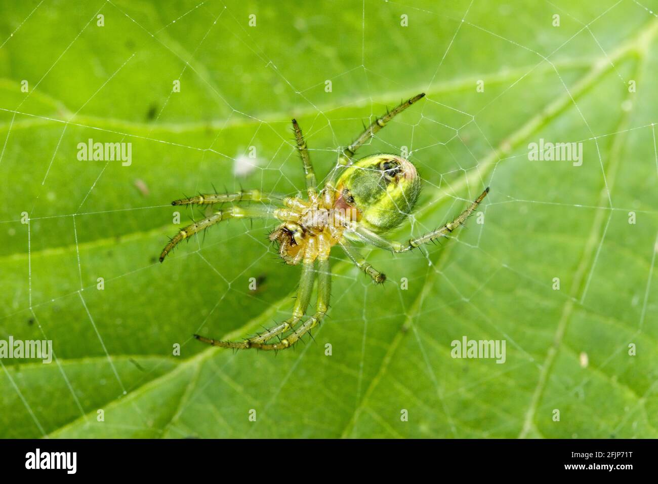 Gurkenspinne (Araniella cucurbitina) weiblich, Deutschland Stockfoto