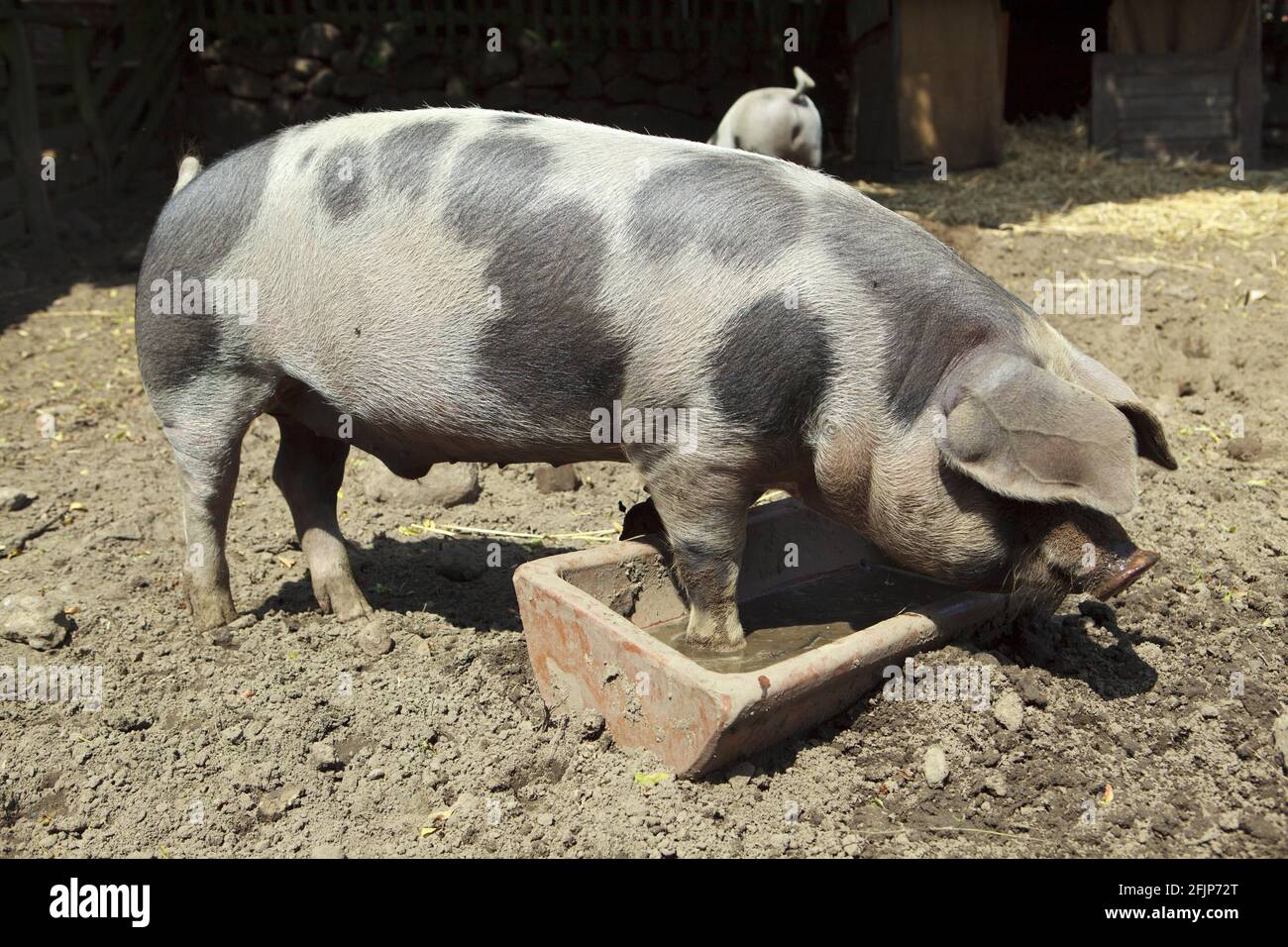 Bunte Bentheimer Schwein, Schwein, Schwein Stockfoto