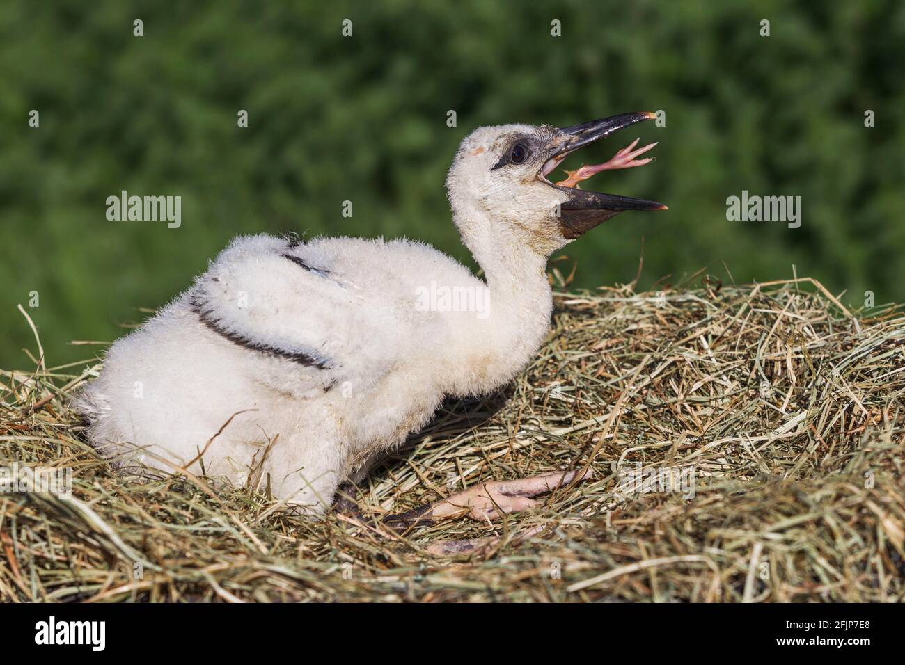 Weißstorch (Ciconia ciconia), Küken, Frankreich Stockfoto