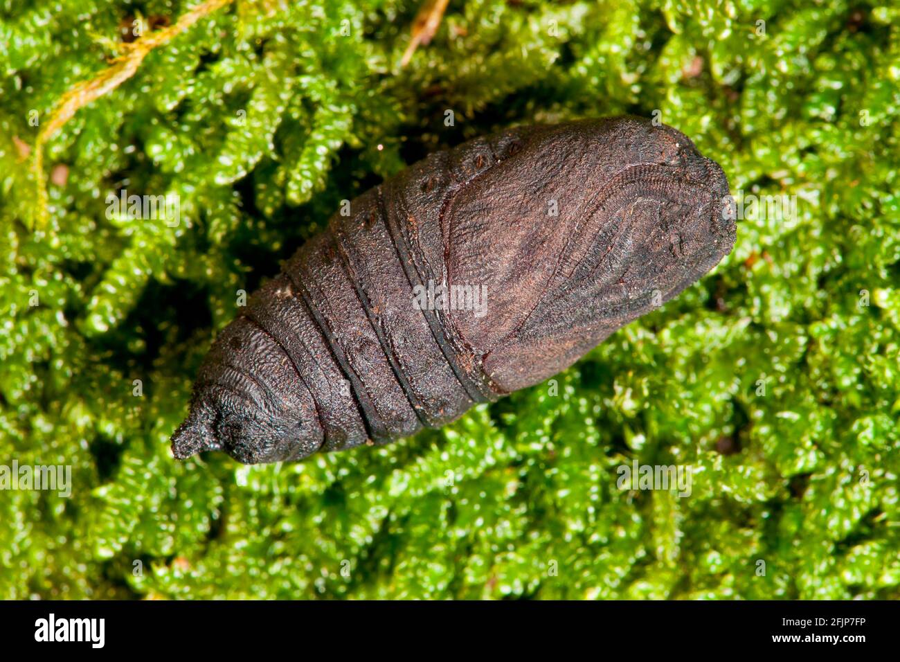 Kaiser Tau (Aglia Tau), Puppe, Rheinland-Pfalz, Deutschland Stockfoto