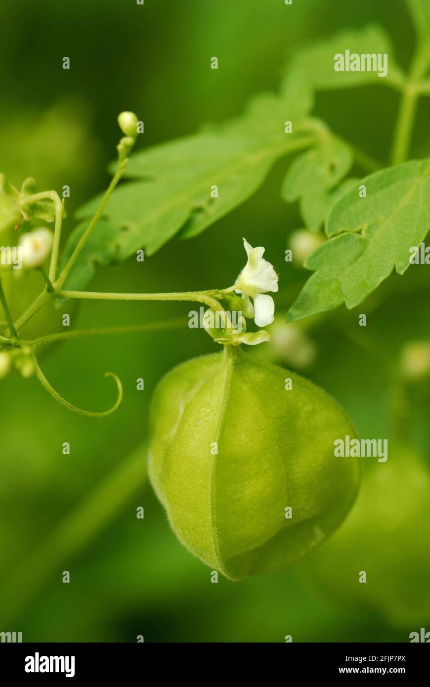 Ballonanlage, Ballonanlage (Cardiospermum halicacabum) , , Stockfoto