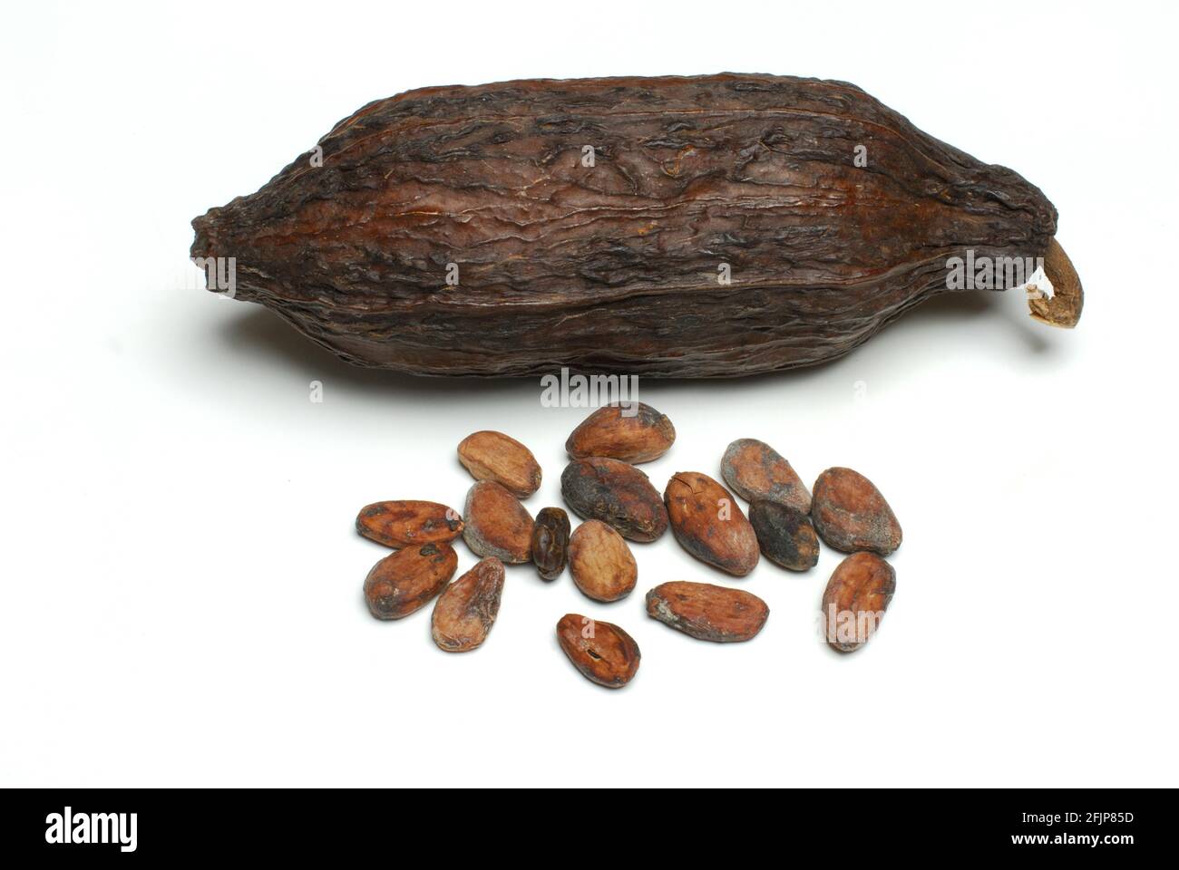 Kakaofrucht mit Kakaobohnen (Theobroma cacao), Kakao, Kakaobohne Stockfoto