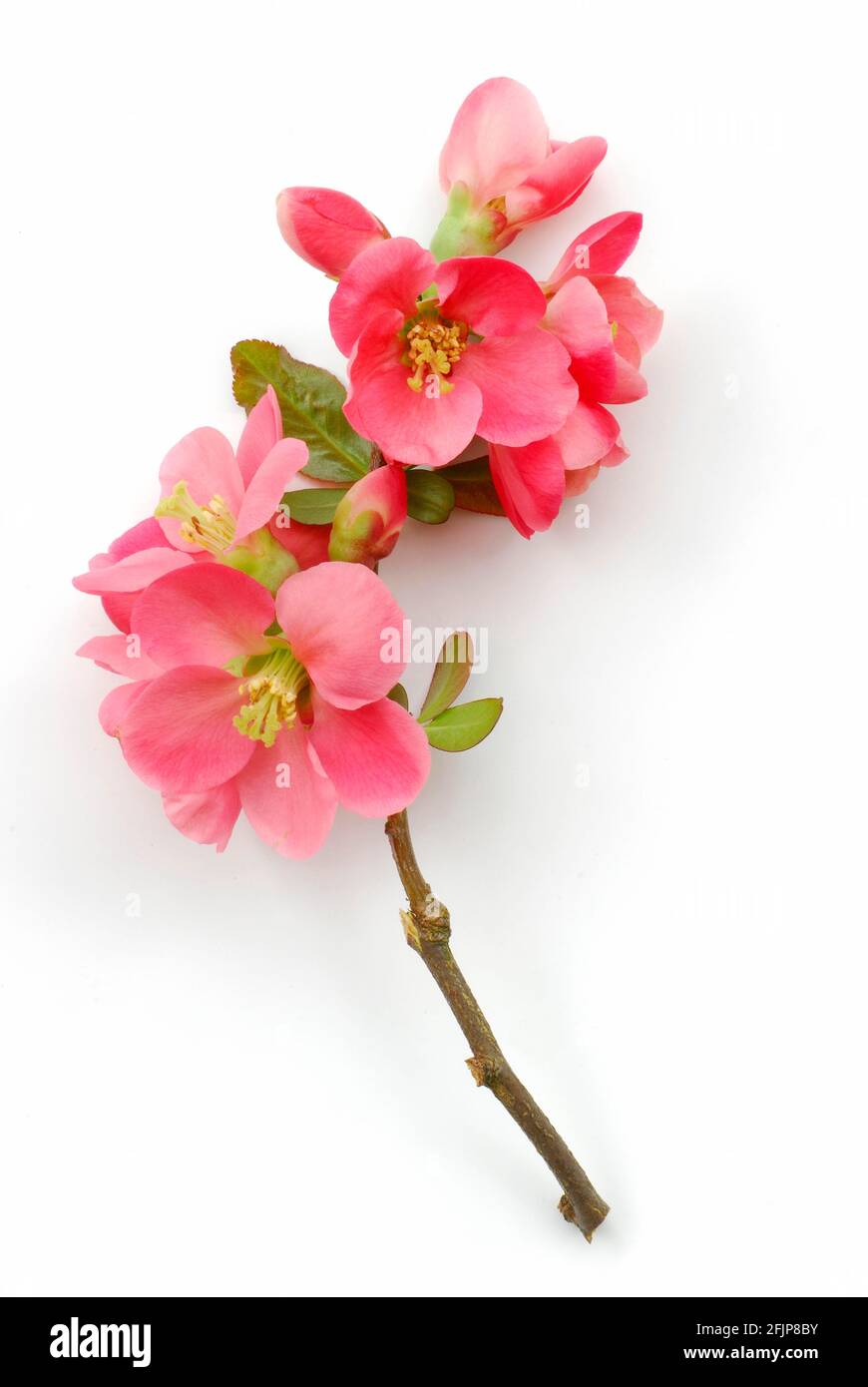 Japanische Chaenomeles (Chaenomeles Japonica) Stockfoto