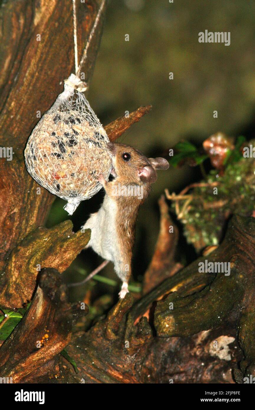 Holzmaus (Apodemus sylvaticus) auf dem Titten-Knödel, Hessen, Deutschland Stockfoto