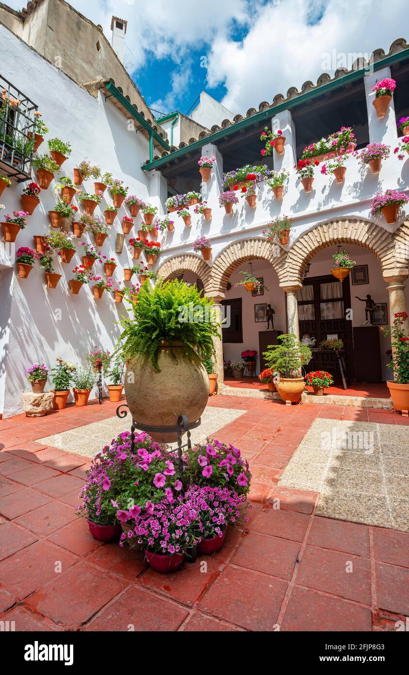 Terrasse mit Blumen, Geranien in Blumentöpfen an der Hauswand, Fiesta de los Patios, Cordoba, Andalusien, Spanien Stockfoto