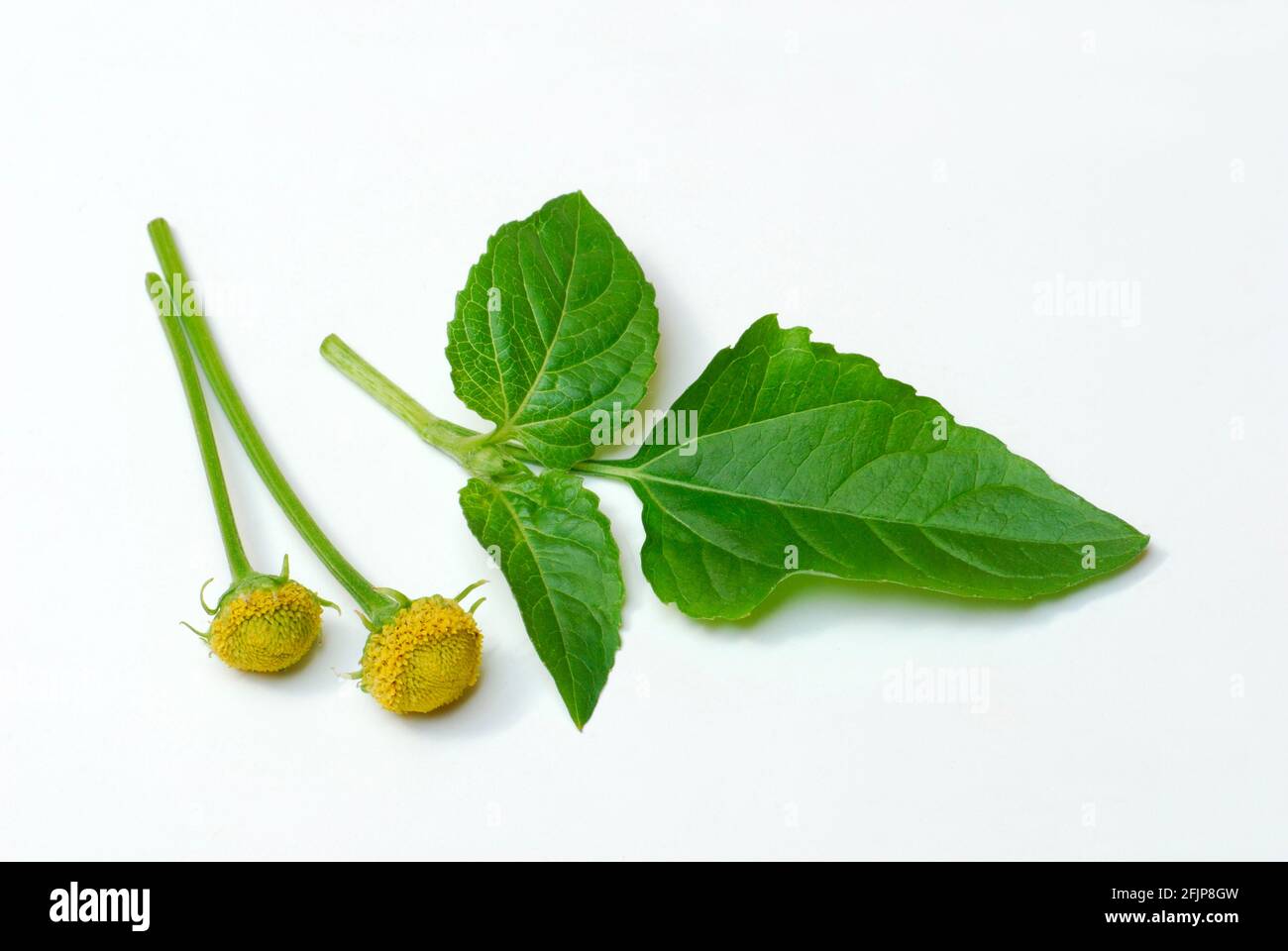 Parakresse (Spilanthes oleracea) (Acmella oleracea), Kribbeln, Zahnschmerzpflanze Stockfoto
