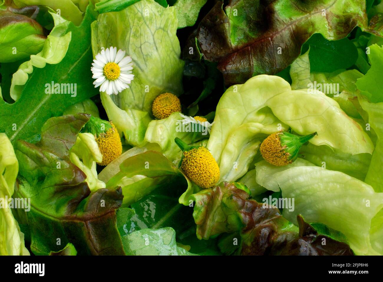 Gemischter Salat mit Parakresse (Spilanthes oleracea) (Acmella oleracea), Kribbeln, Zahnschmerzpflanze, Salat Stockfoto