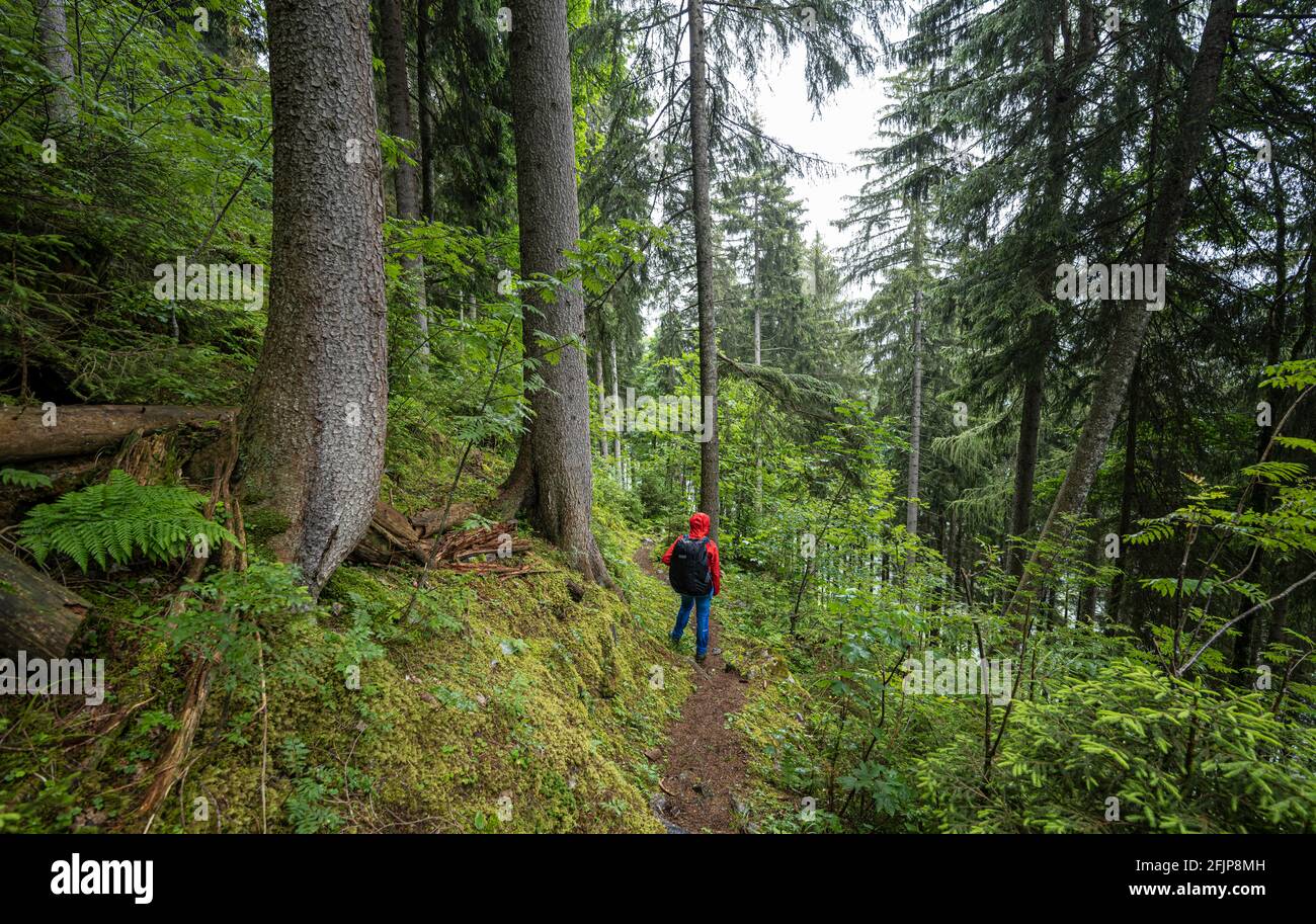 Wanderer im Wald, Lauterbrunnen, Schweizer Alpen, Schweiz Stockfoto
