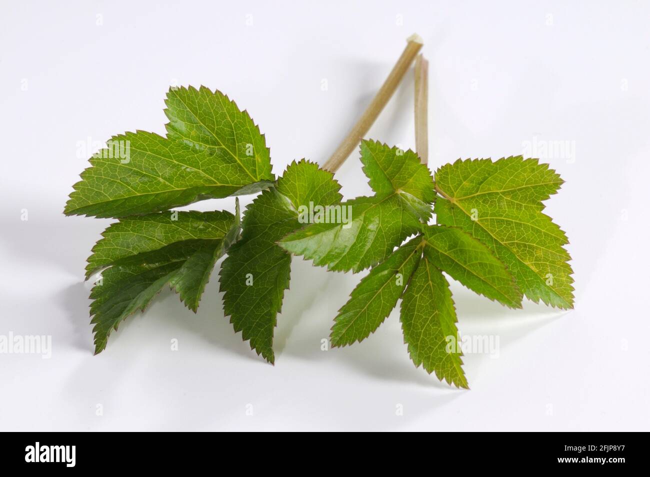 Bodenstieler, Bockshornklee, Trefoil, Ziegenfuß, Stachelfuß, Ziegenschwanz (Aegopodium podagraria) Stockfoto