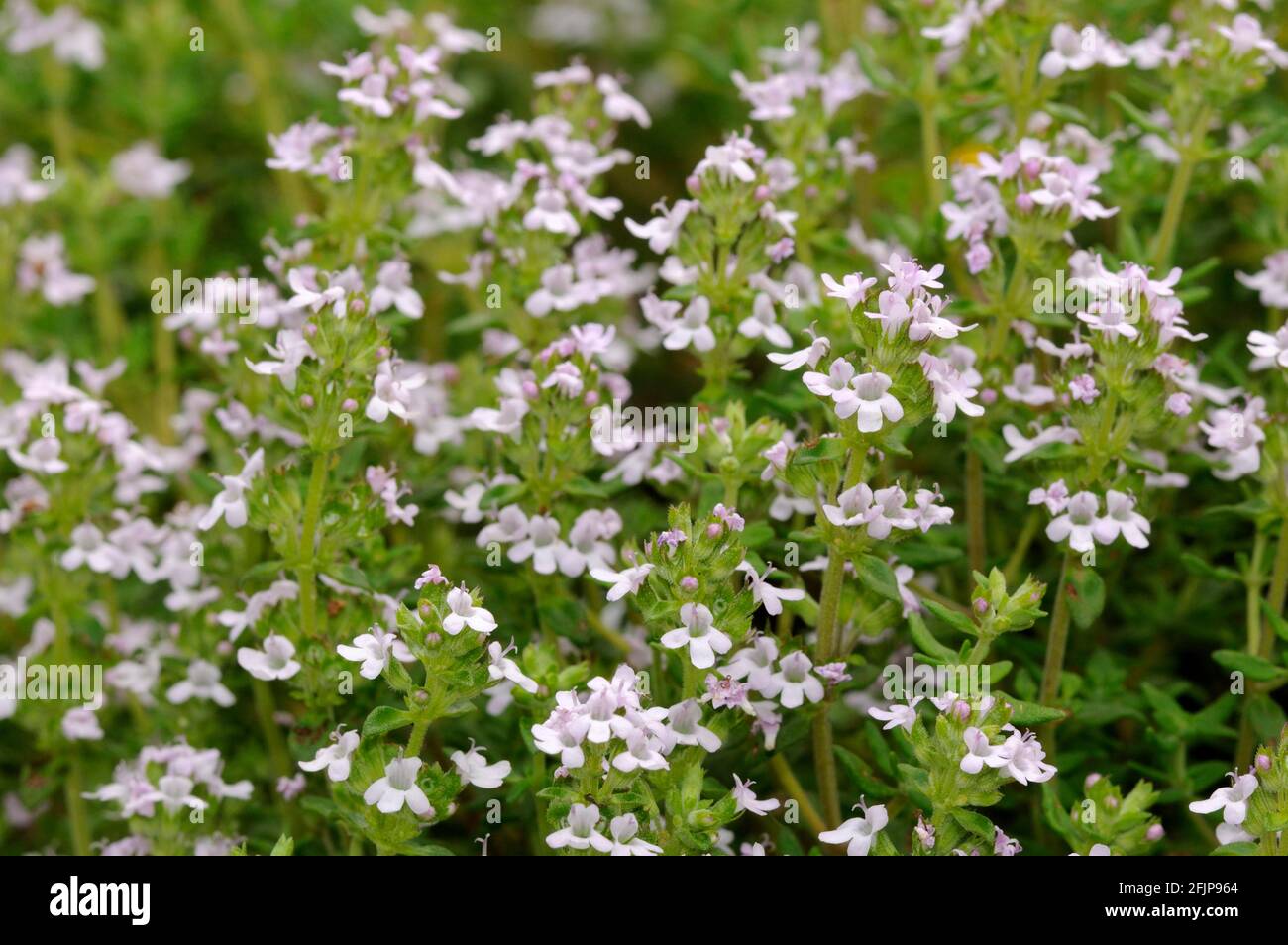 Dickblättriger Thymian (Thymus pulegioides) Stockfoto