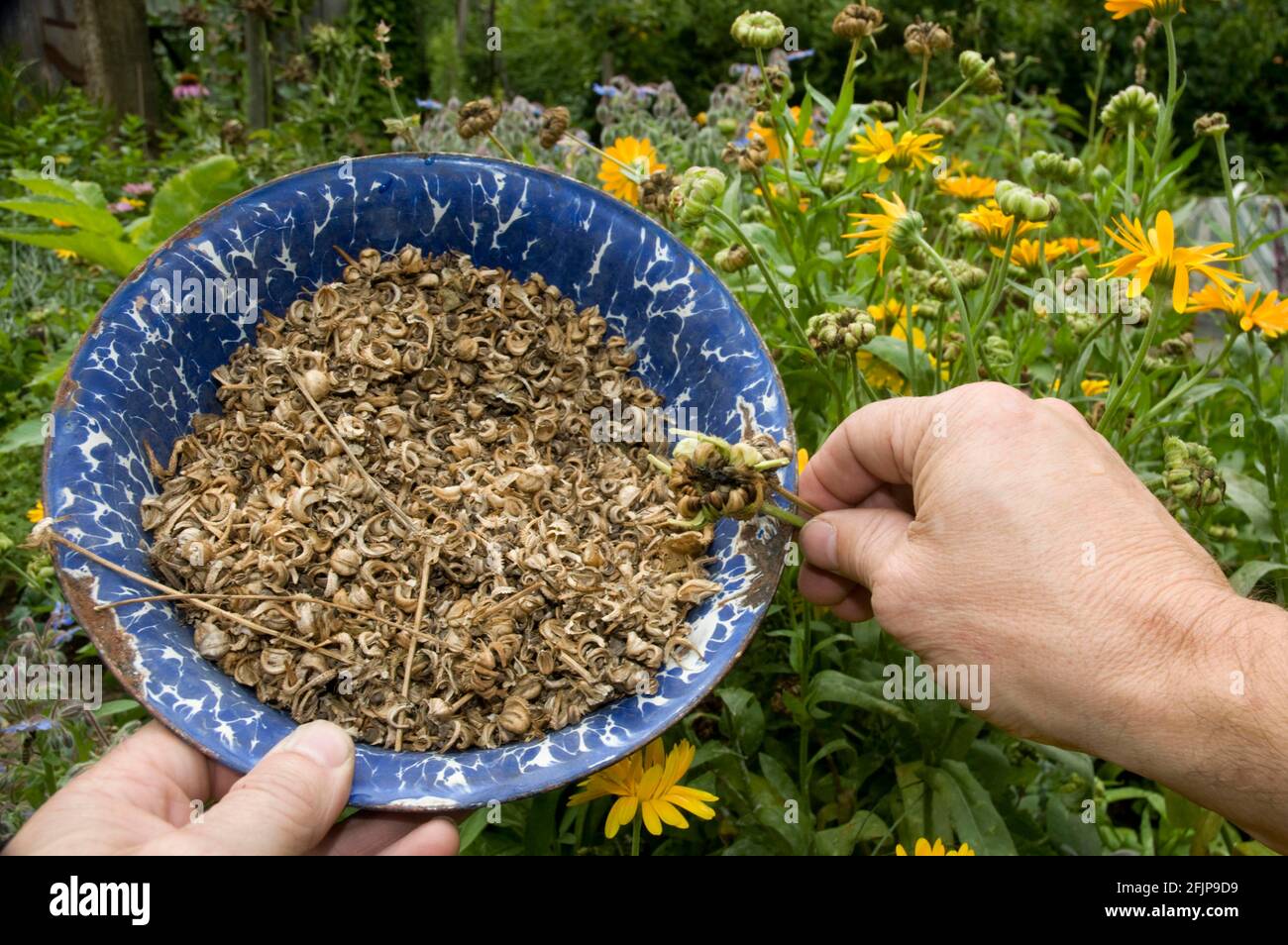 Ringelblume (Calendula officinalis), getrocknete Samen werden in Schalen, Ringelsamen gesammelt Stockfoto