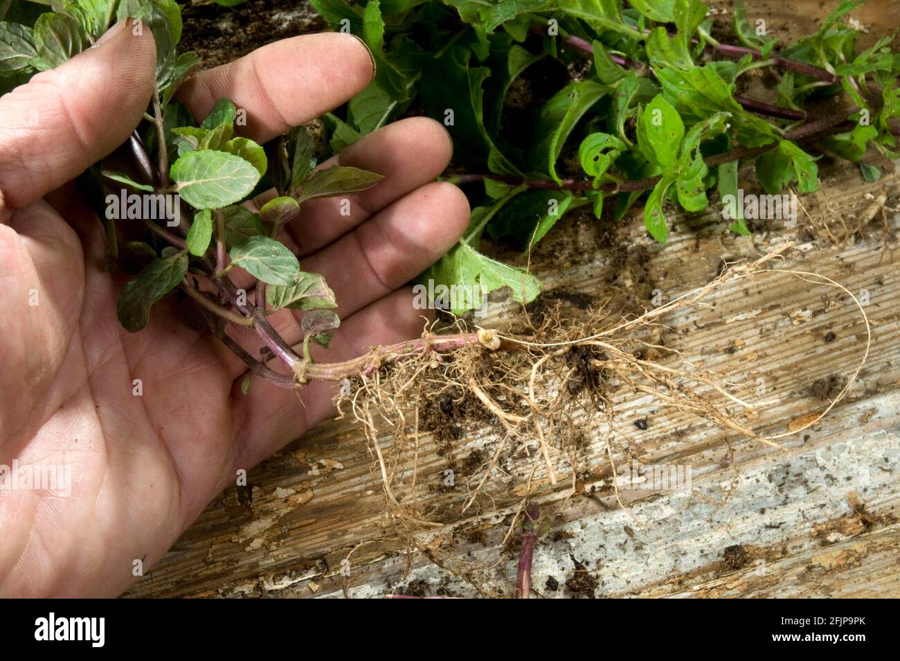 Echte Pfefferminze (Mentha x piperita) mit Wurzel, Stecklingen, Wurzelausschnitten, Wurzelausschnitten Stockfoto