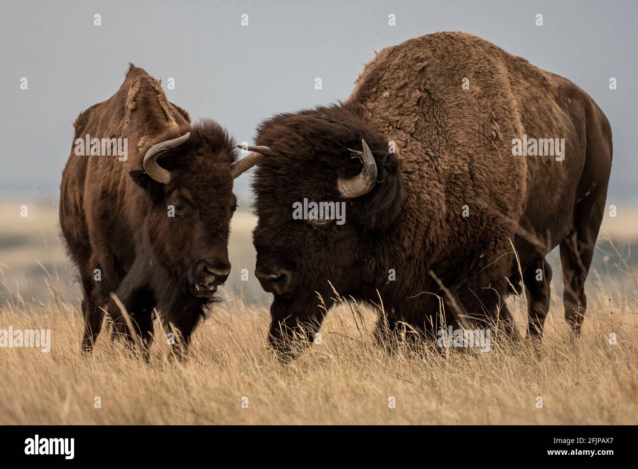 Männliche und weibliche Bison zusammen in der Prärie von South Dakota Stockfoto
