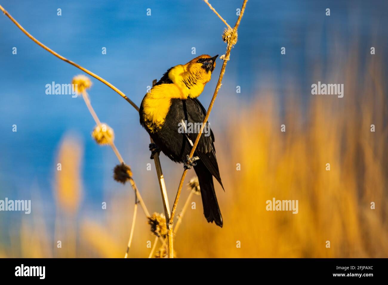 Ein jubelnder Gelbkopf-Amsel (Xanthocephalus xanthocephalus) singt sein Lied von einer getrockneten Sonnenblumenpflanze am Bear River Zugvogelschutzgebiet, UT. Stockfoto