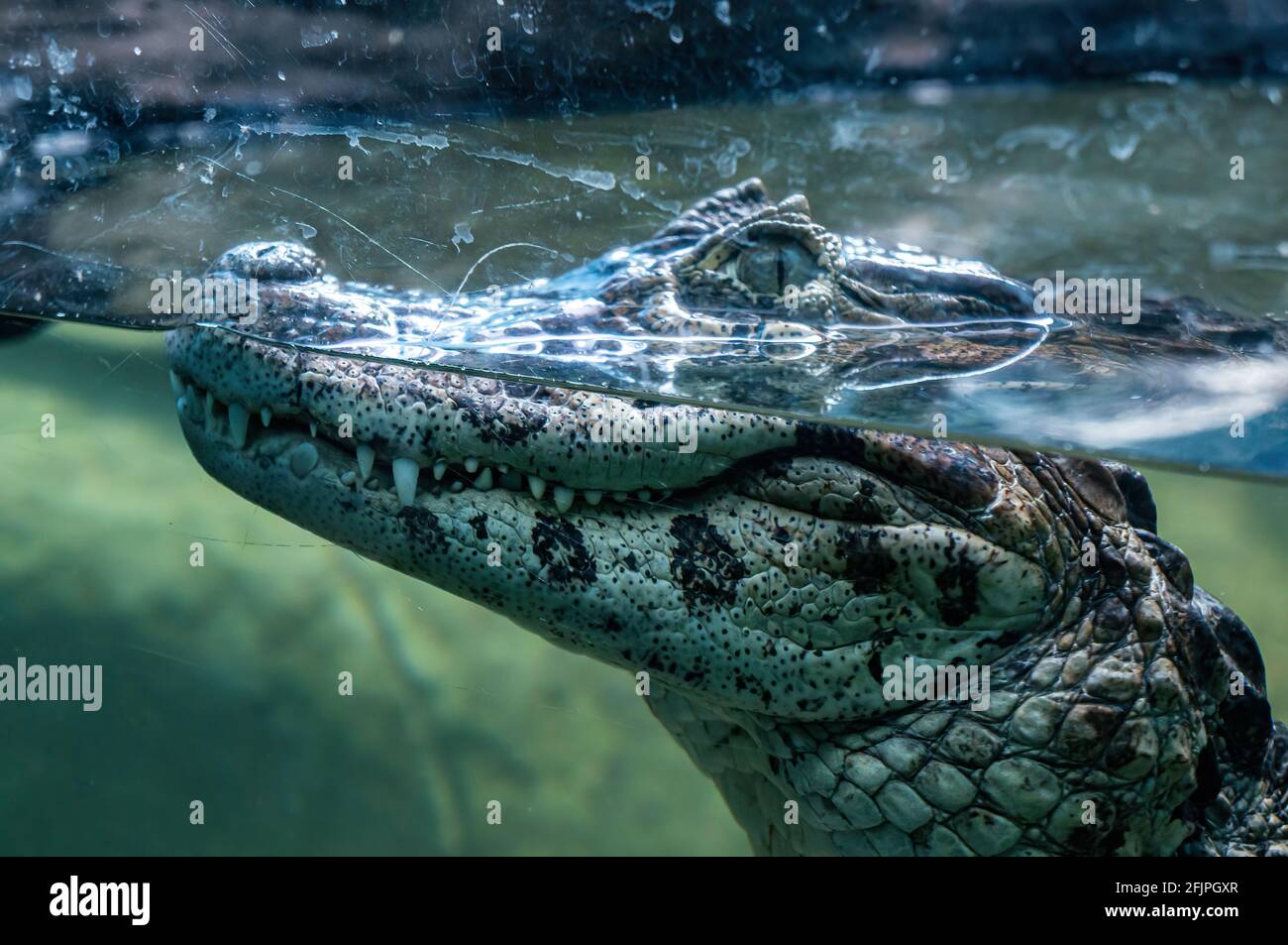 Kopf Nahaufnahme eines breitschnäufigen Caiman (Caiman latirostris - Krokodilreptil gefunden in Ost- und Zentral-Südamerika) an einem Glasfenster. Stockfoto