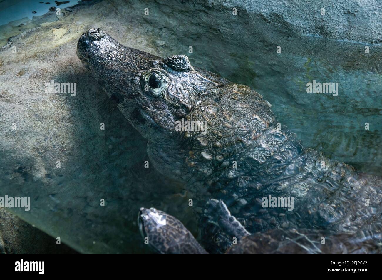 Ein Yacare caiman (Caiman yacare - Caiman-Spezies, Krokodil aus der Familie Alligatoridae), der in einer Ecke seines Wassertanks-Geheges ruht. Stockfoto