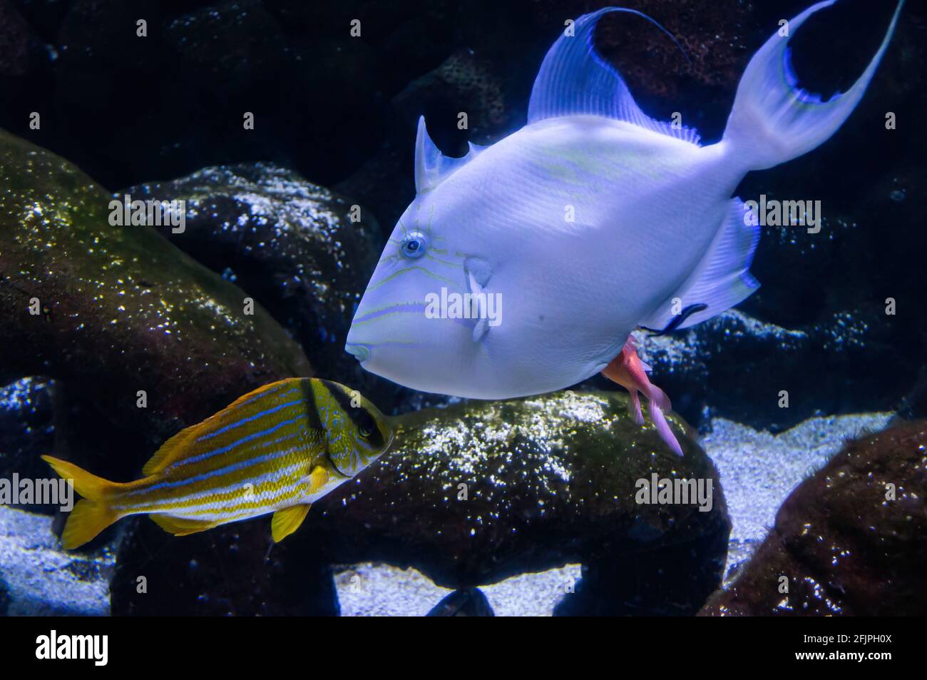 Ein Seeteufel (Anisotremus virginicus - links) und ein Drückerfisch (Balistes vetula - rechts) schwimmen von Angesicht zu Angesicht in einem Wasserbehälter. Stockfoto