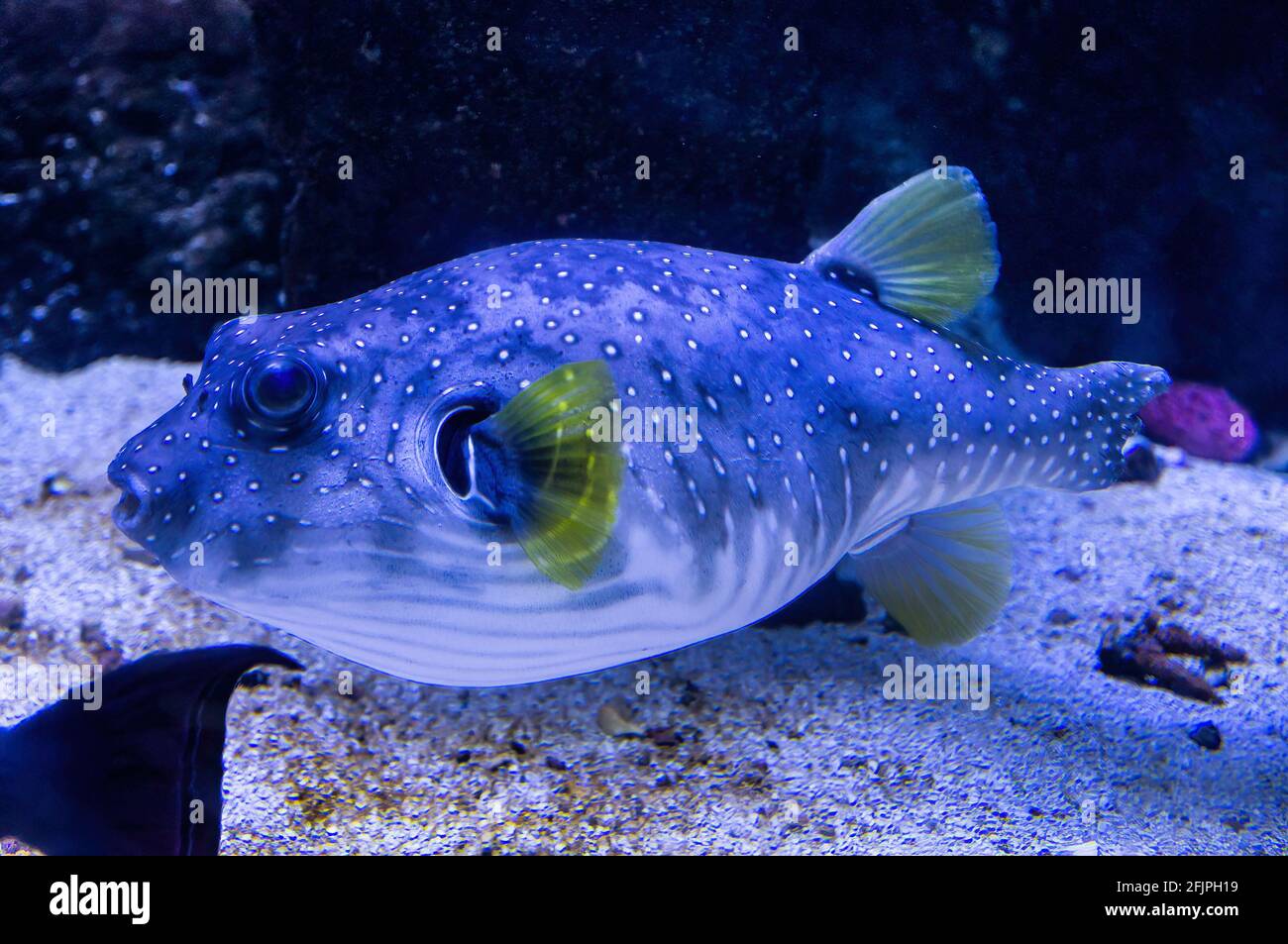 Ein Weißfleckiger Kugelfisch (Arothron hispidus - ein mittelgroßer bis großer Kugelfisch), der am Boden seines Wassertanks im Aquarium von Sao Paulo steht. Stockfoto