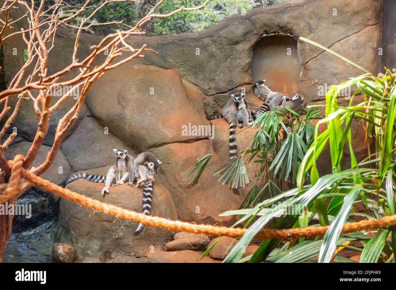 Viele Ringschwanzmaki (Lemur catta - großer Strepsirhinaprimat und anerkannter Lemur) an der Felswand in seinem Tiergehege. Stockfoto
