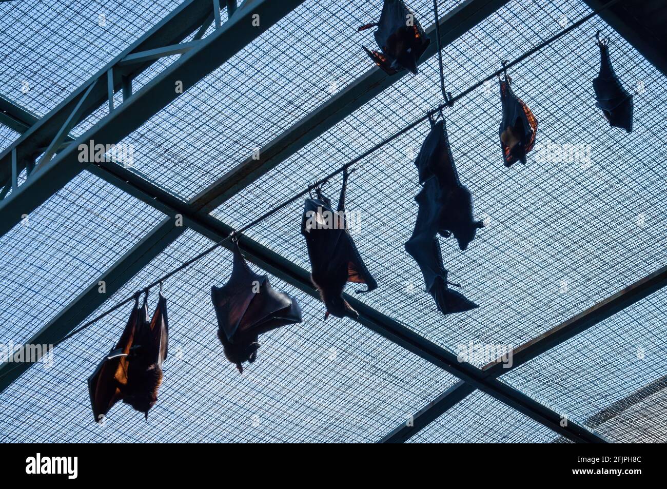 Eine Gruppe großer fliegender Füchse (Pteropus vampyrus - eine südostasiatische Art von Megabat), die in seinem Tiergehege nach oben hingen. Stockfoto