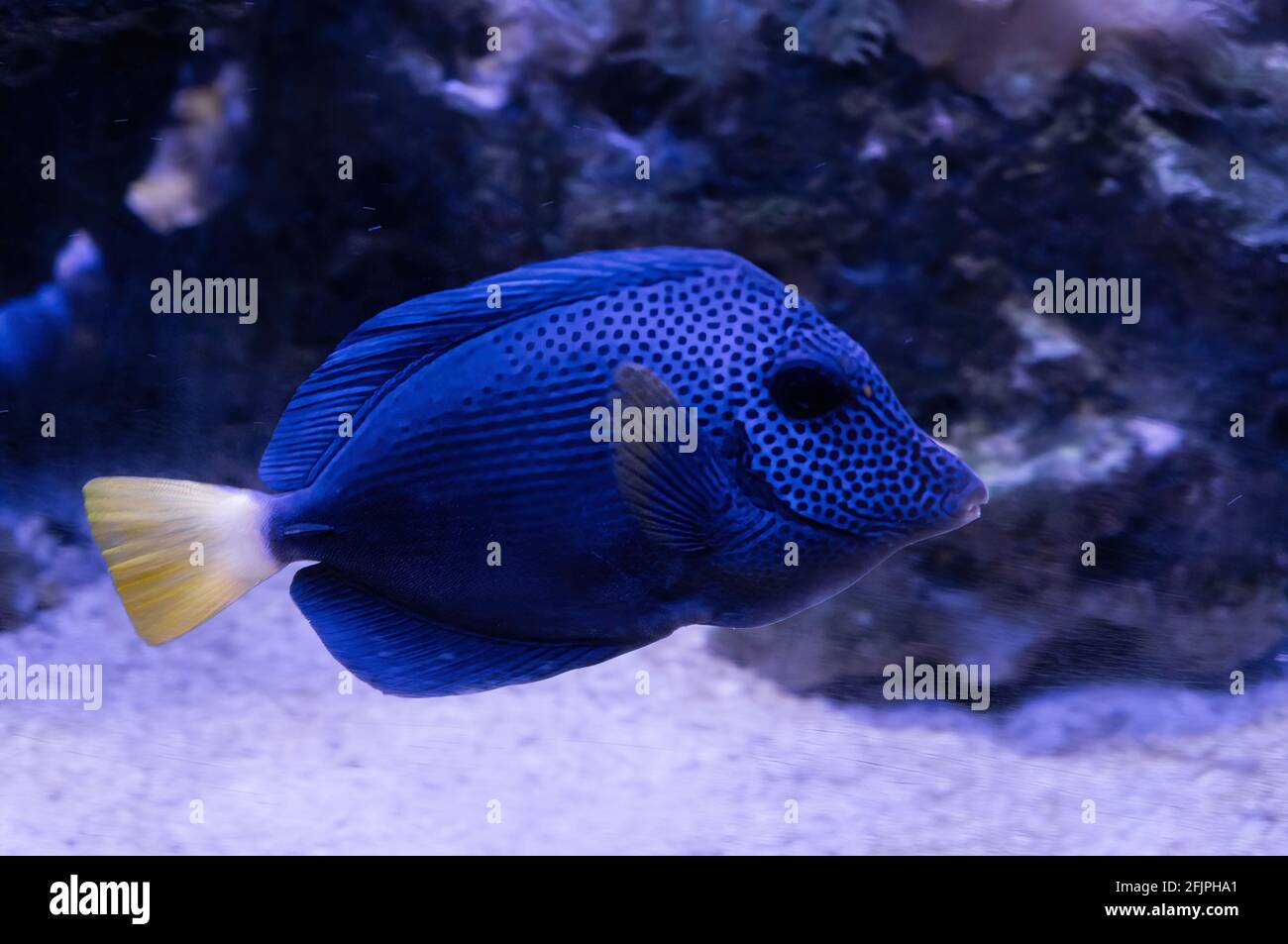 Ein Purple tang (Zebrasoma xanthurum, Yellowtail tang - Arten von Riffüberfischen), der in einem der Wasserbecken des Aquariums von Sao Paulo schwimmt. Stockfoto