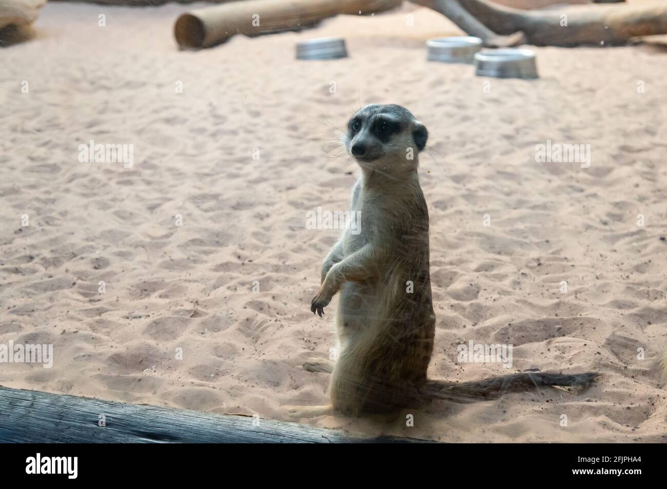 Ein wachsamer Erdmännchen (Suricata suricatta - ein kleiner Mungo, der im südlichen Afrika gefunden wurde) schaut durch das Glas seiner Tierhaltung. Stockfoto