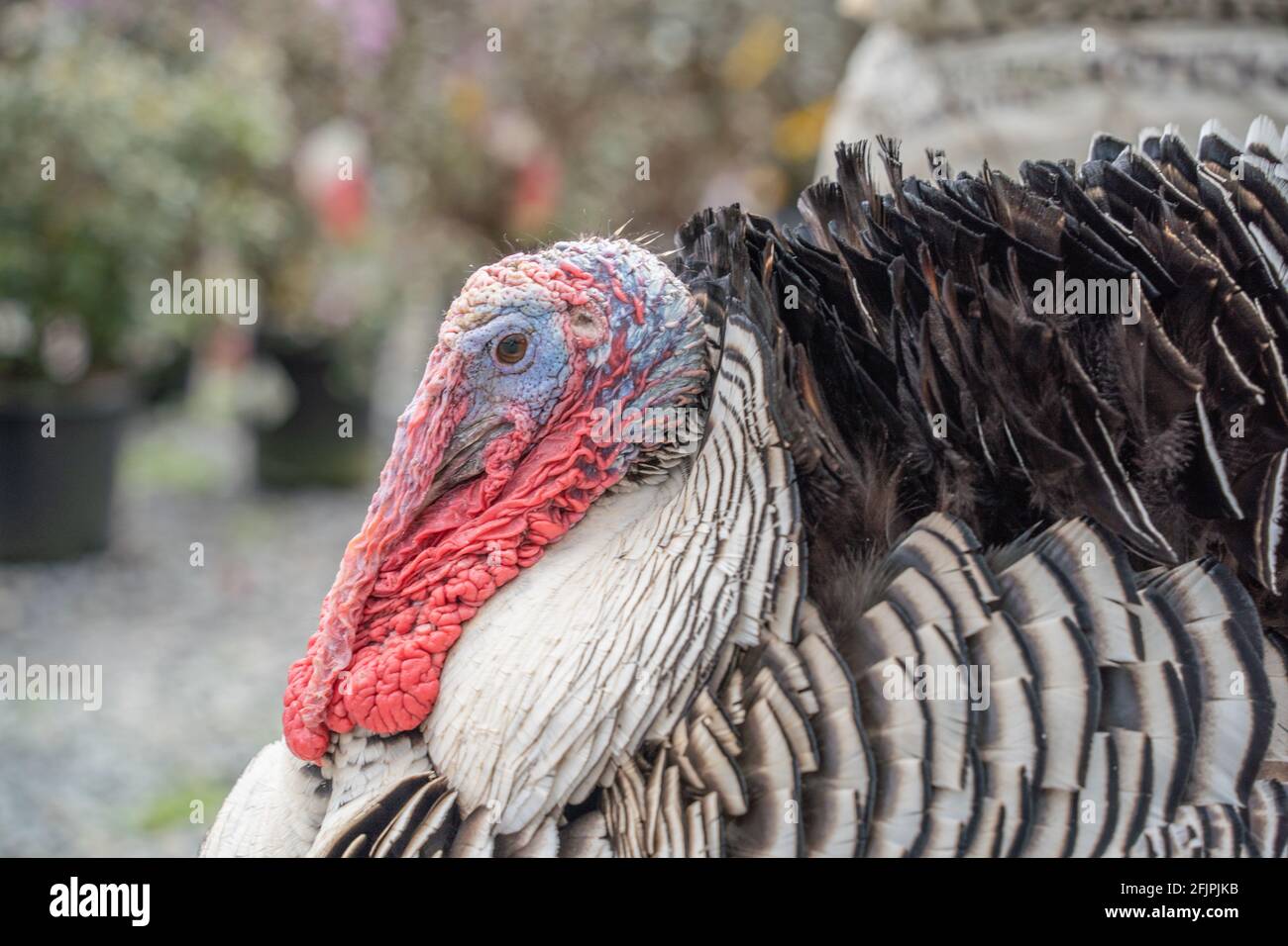 Nahaufnahme eines farbenfrohen männlichen putenbuntkrümchens Stockfoto