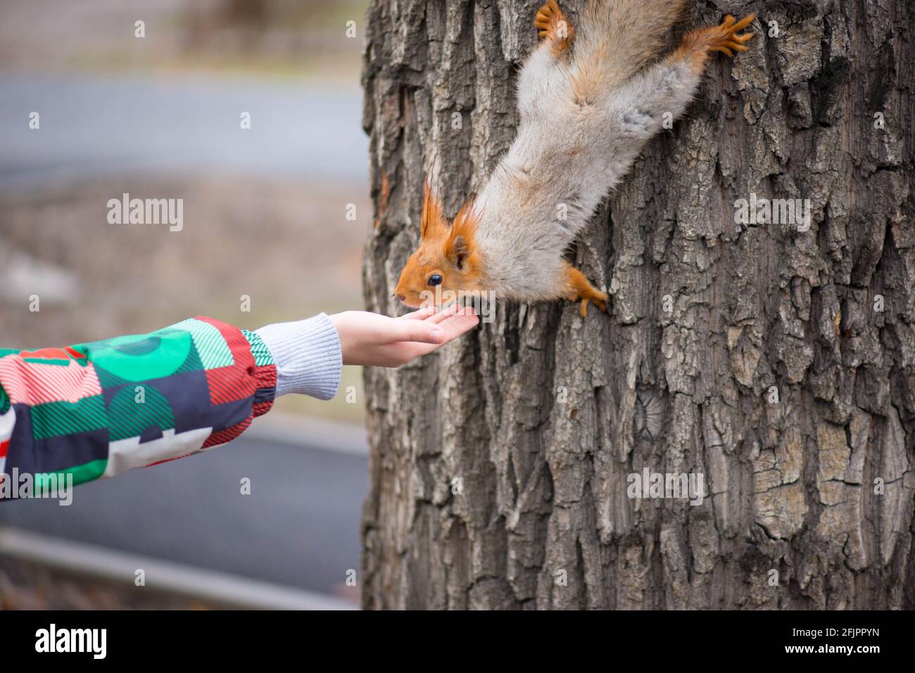 Das zottelige Eichhörnchen kommt vom Baum herab und isst von Seine Hände Stockfoto