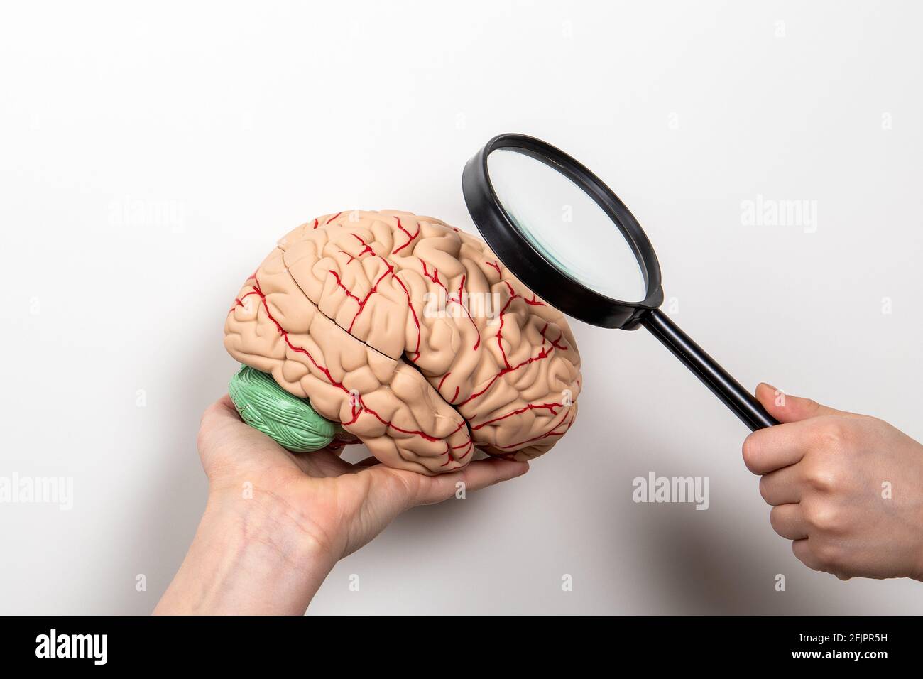 Medizin, Forschung, Wissen und Gedächtniskonzept. Gehirnmodell und Lupe auf weißem Hintergrund. Stockfoto