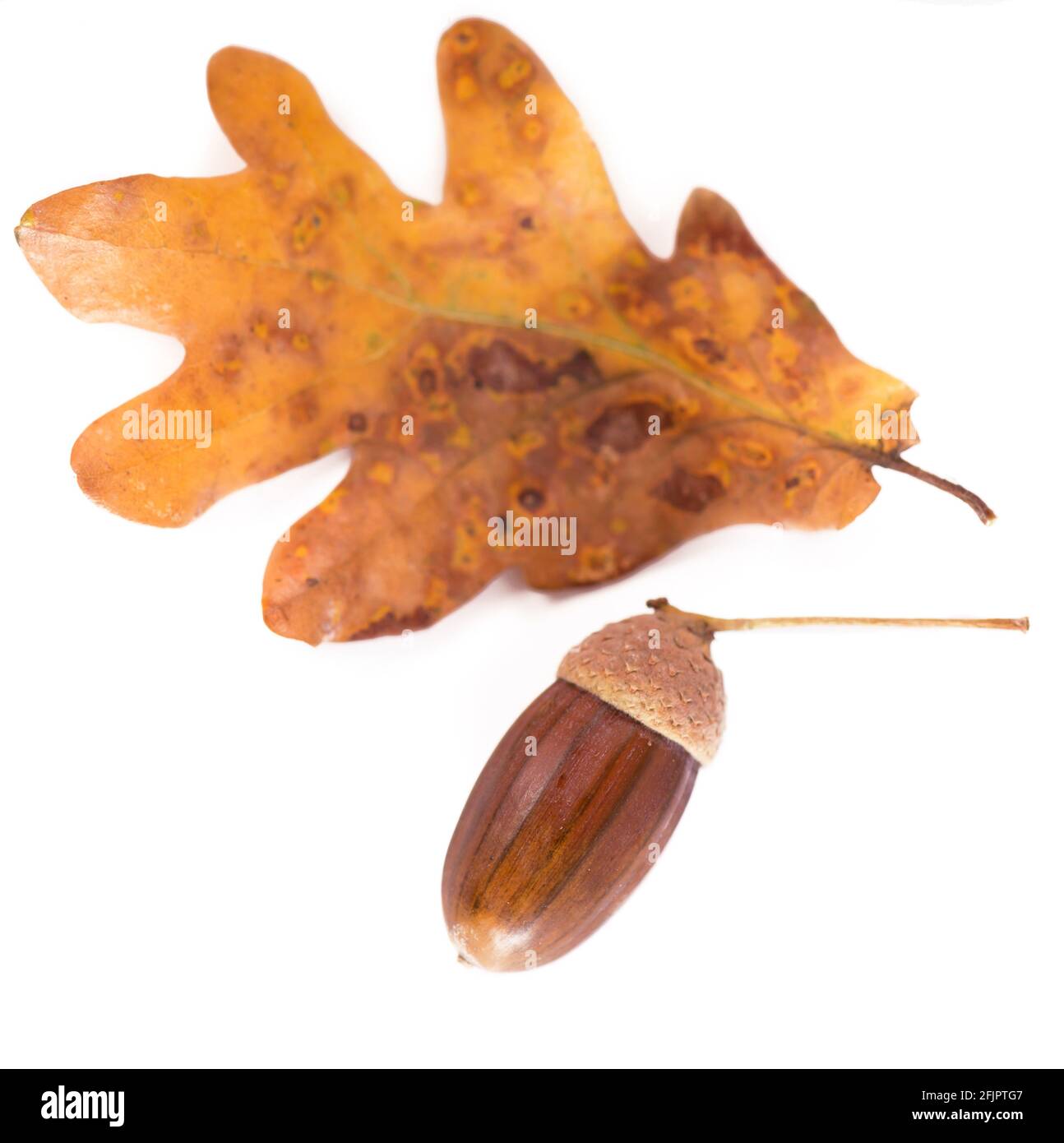 Eicheln aus Eichenholz mit isolierten Blättern auf weißem Hintergrund. Stockfoto