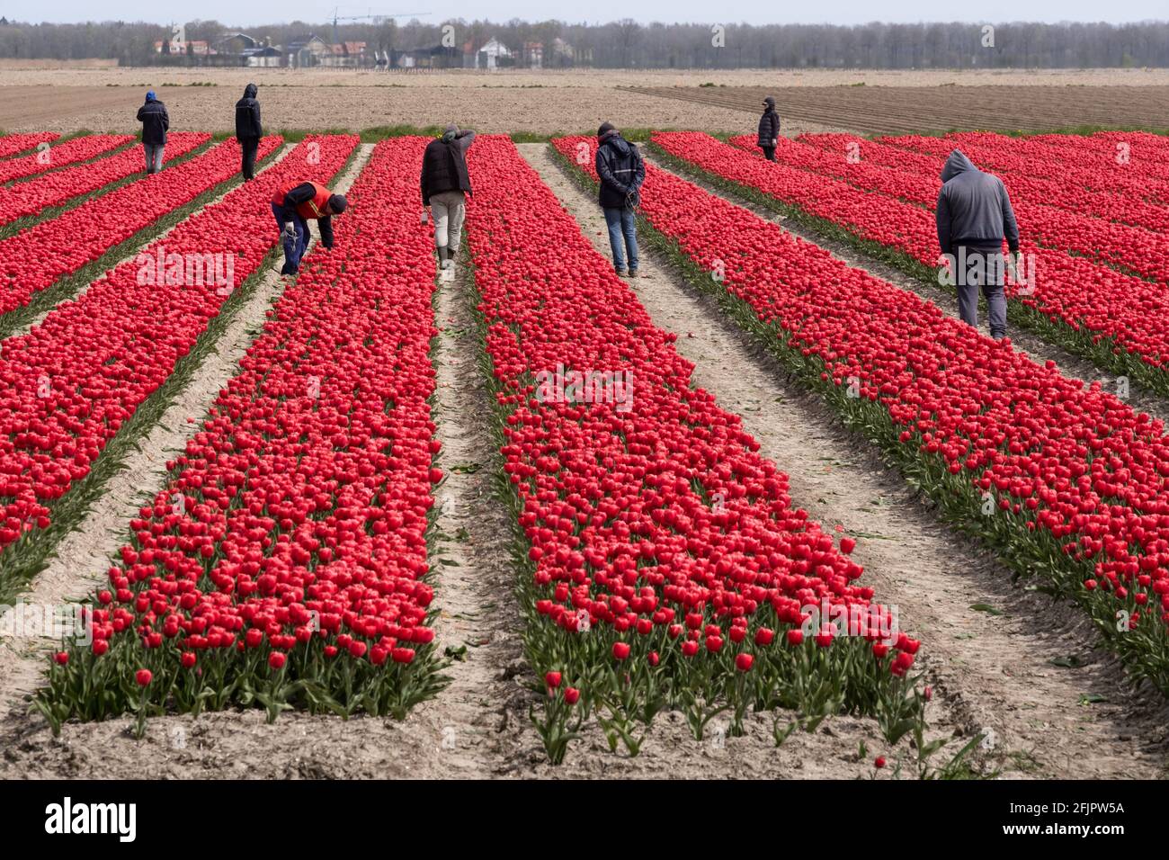 Männer und Frauen arbeiten in einem Feld mit roten Tulpen zusammen. Temporäre Jobs in der Regel Stockfoto