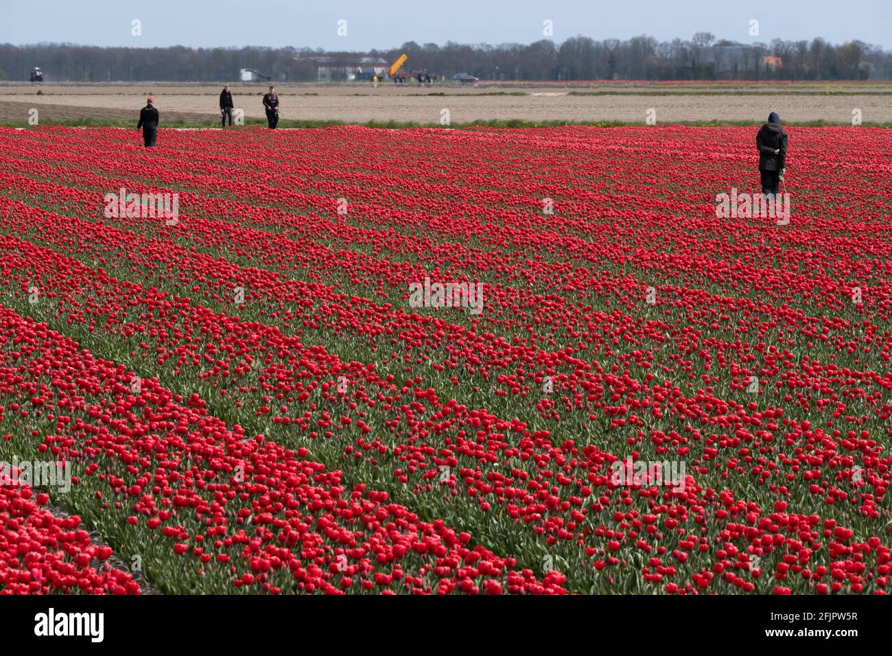 Männer und Frauen arbeiten in einem Feld mit roten Tulpen zusammen. Temporäre Jobs in der Regel Stockfoto