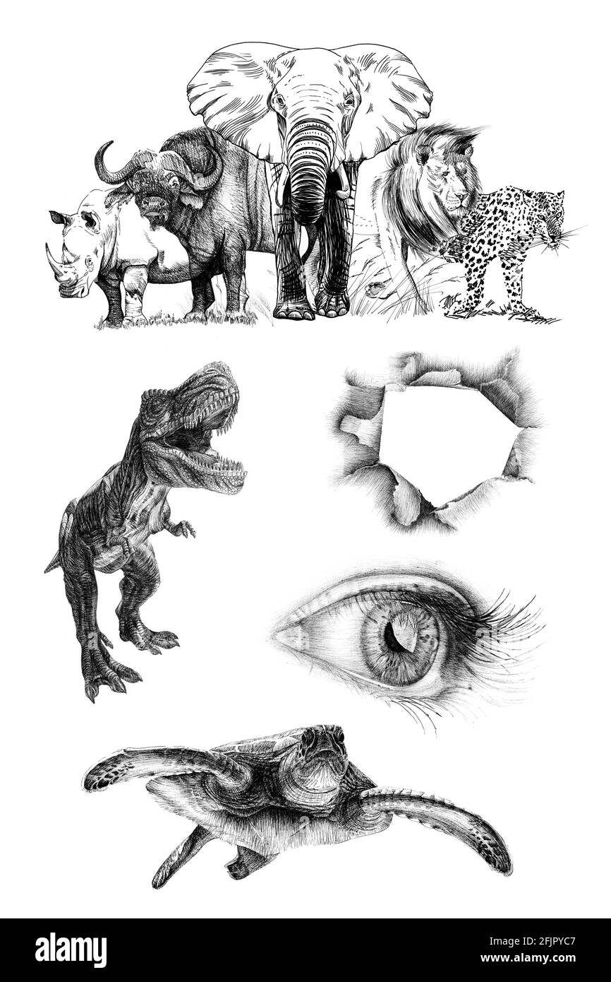 Großen afrikanischen fünf Tier. Hand gezeichnet Abbildung. Sammlung von Hand Illustrationen gezeichnet (Originale, keine tastung) Stockfoto