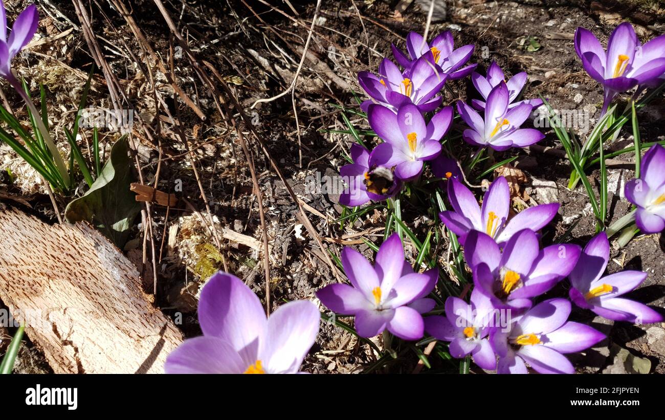 Der Krokus, eine Blume, die den Frühling symbolisiert Stockfoto