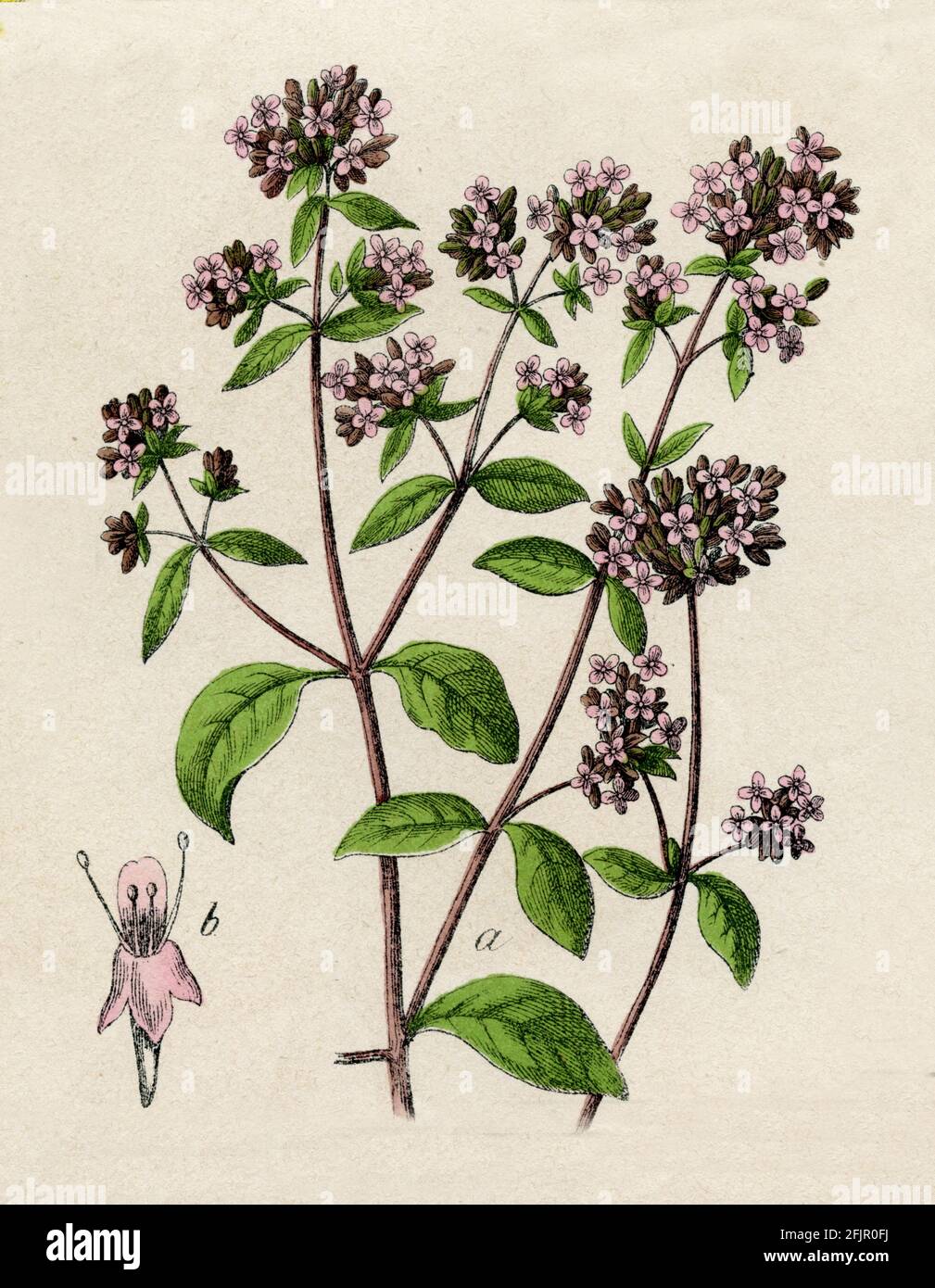 Oregano / Origanum vulgare / Oregano / Botanik, 1879) Stockfoto