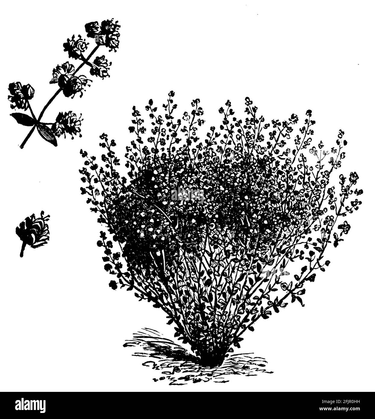 Majoran / Origanum majorana / Majoran (Gartenbuch, 1915) Stockfoto