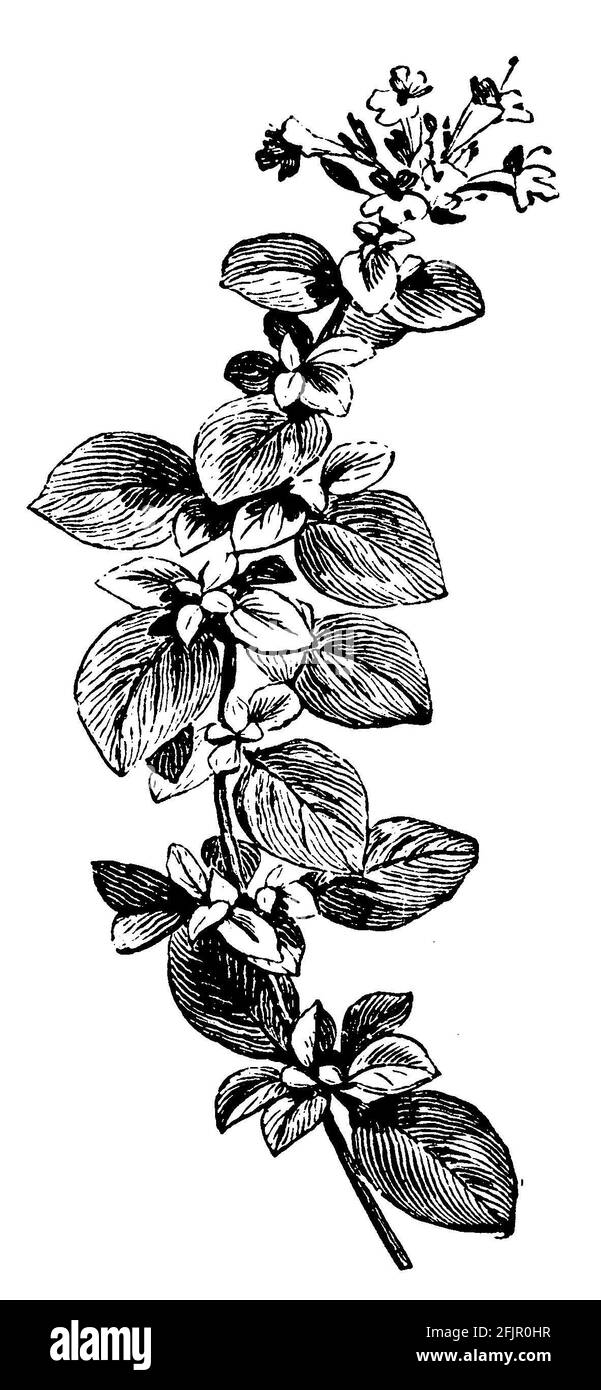 Majoran / Origanum majorana / Majoran (Gartenbuch, 1911) Stockfoto