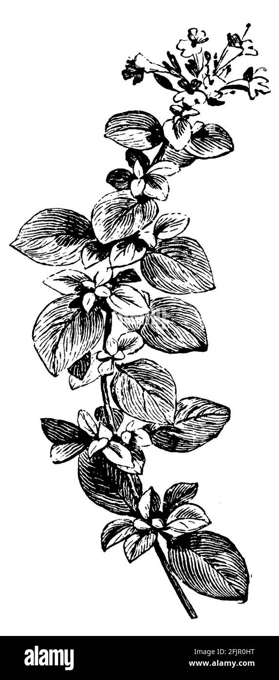 Majoran / Origanum majorana / Majoran (Gartenbuch, 1911) Stockfoto