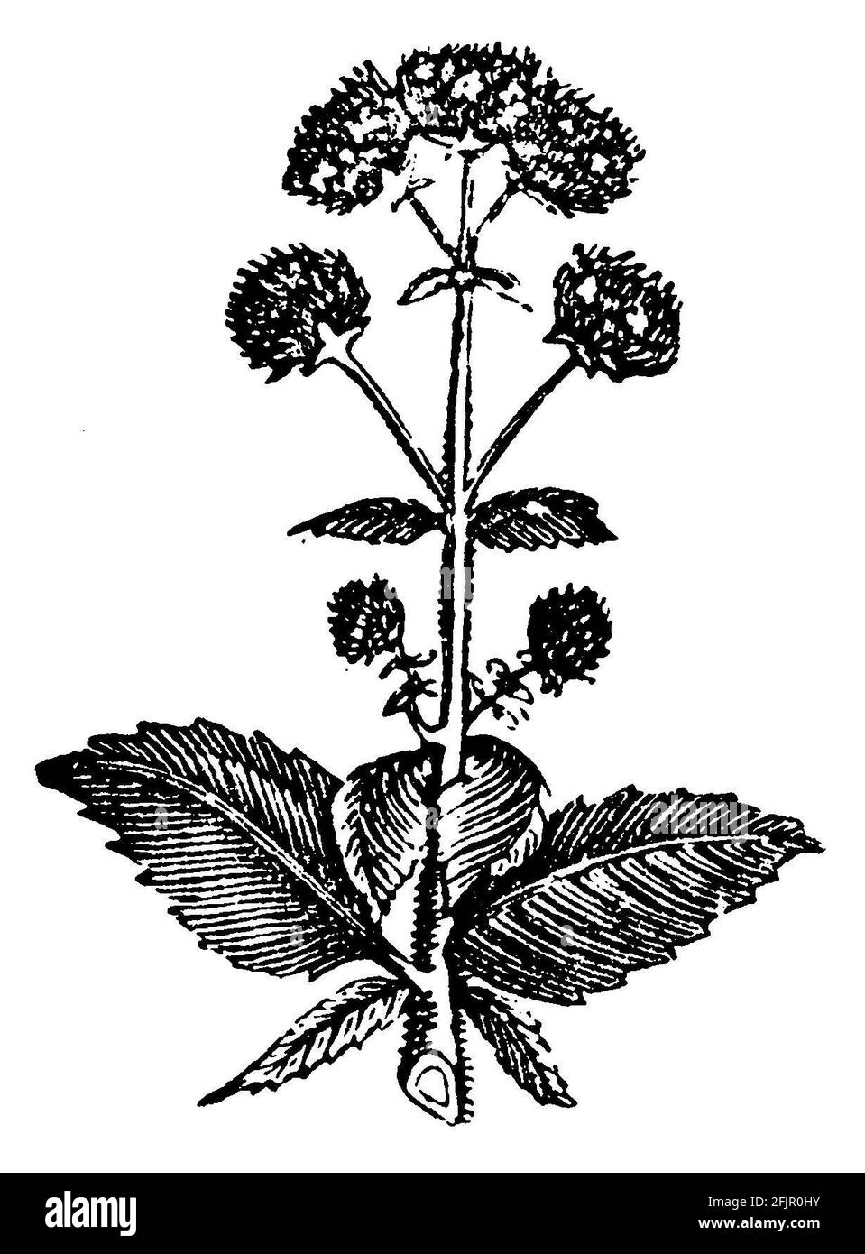 Majoran / Origanum majorana / Majoran (Kochbuch, 1901) Stockfoto