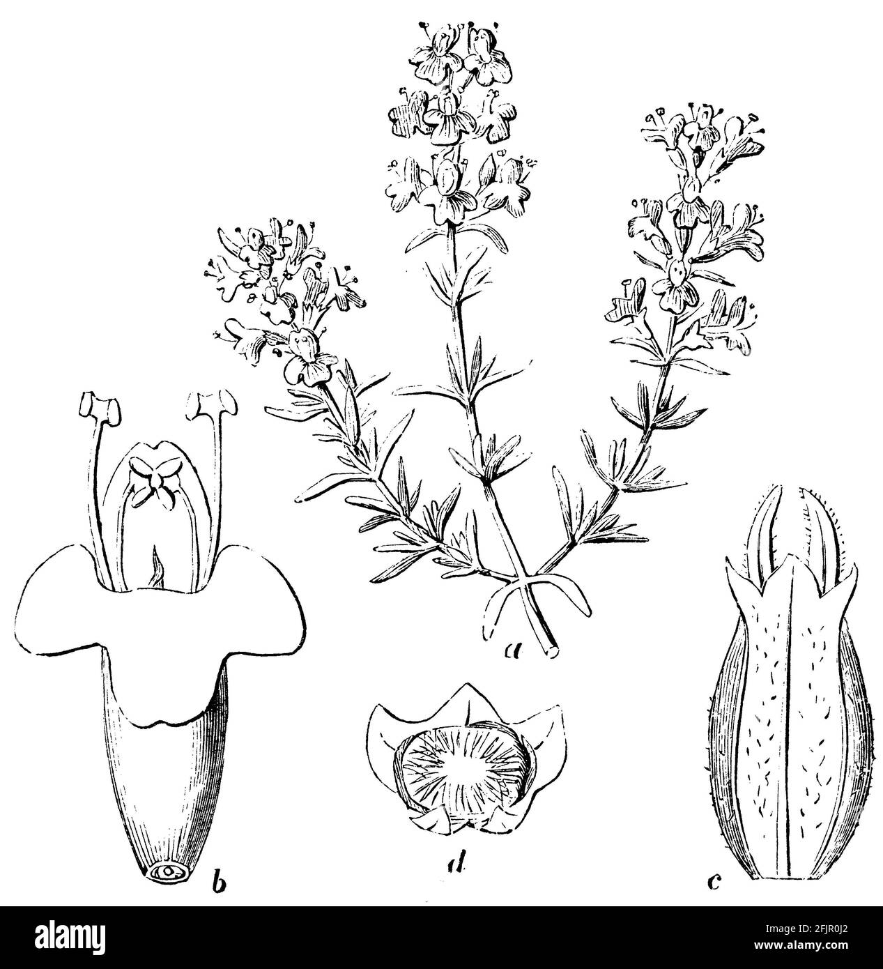 Thymian / Thymus vulgaris / Thymian (Enzyklopädie, 1893) Stockfoto